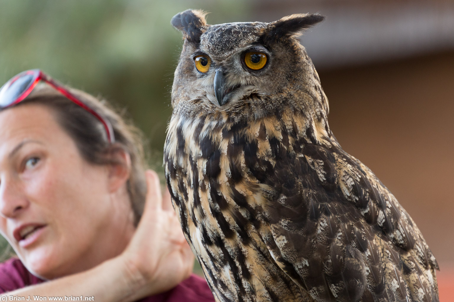 Great horned owl. Such majestic birds.