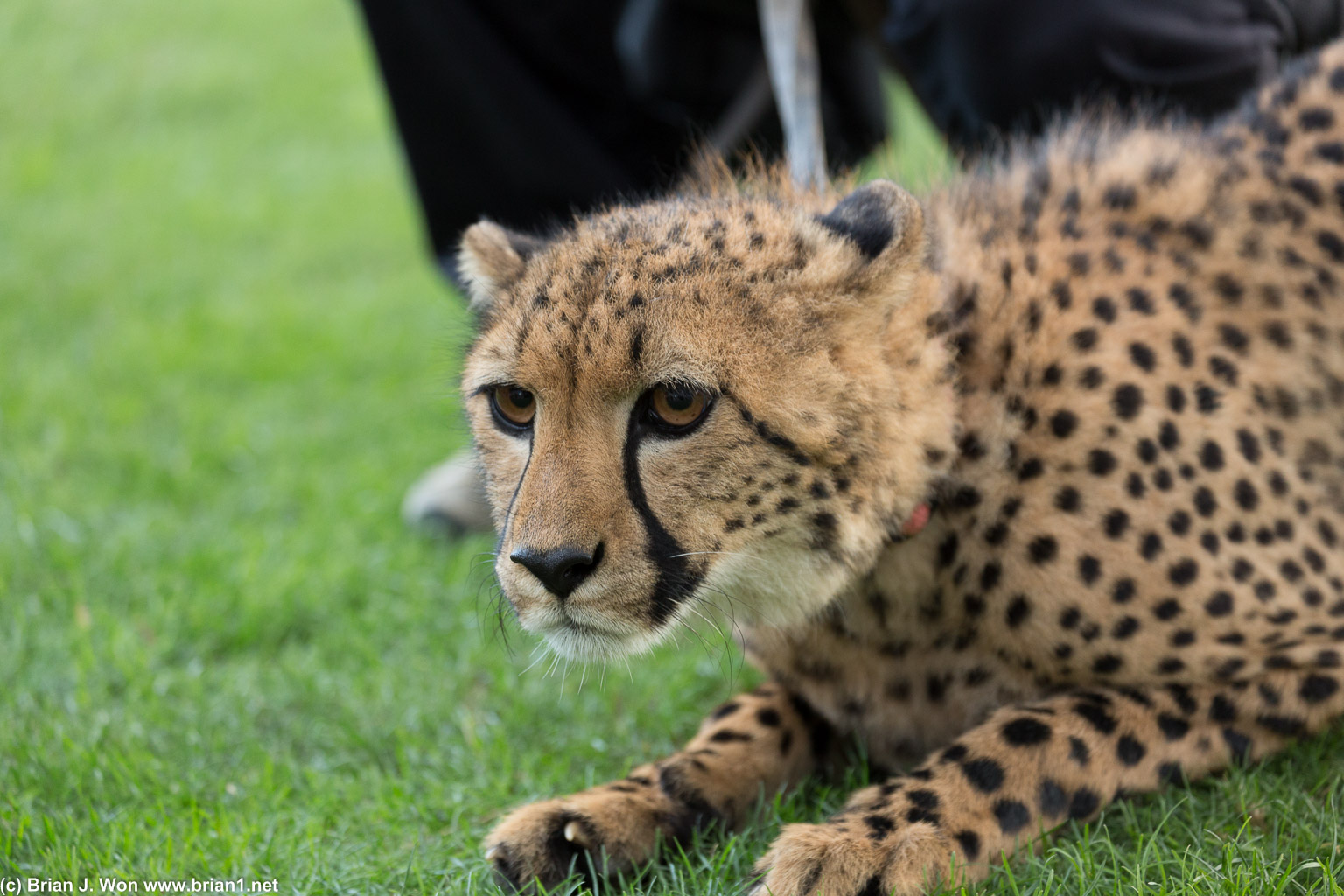 Baby cheetah!