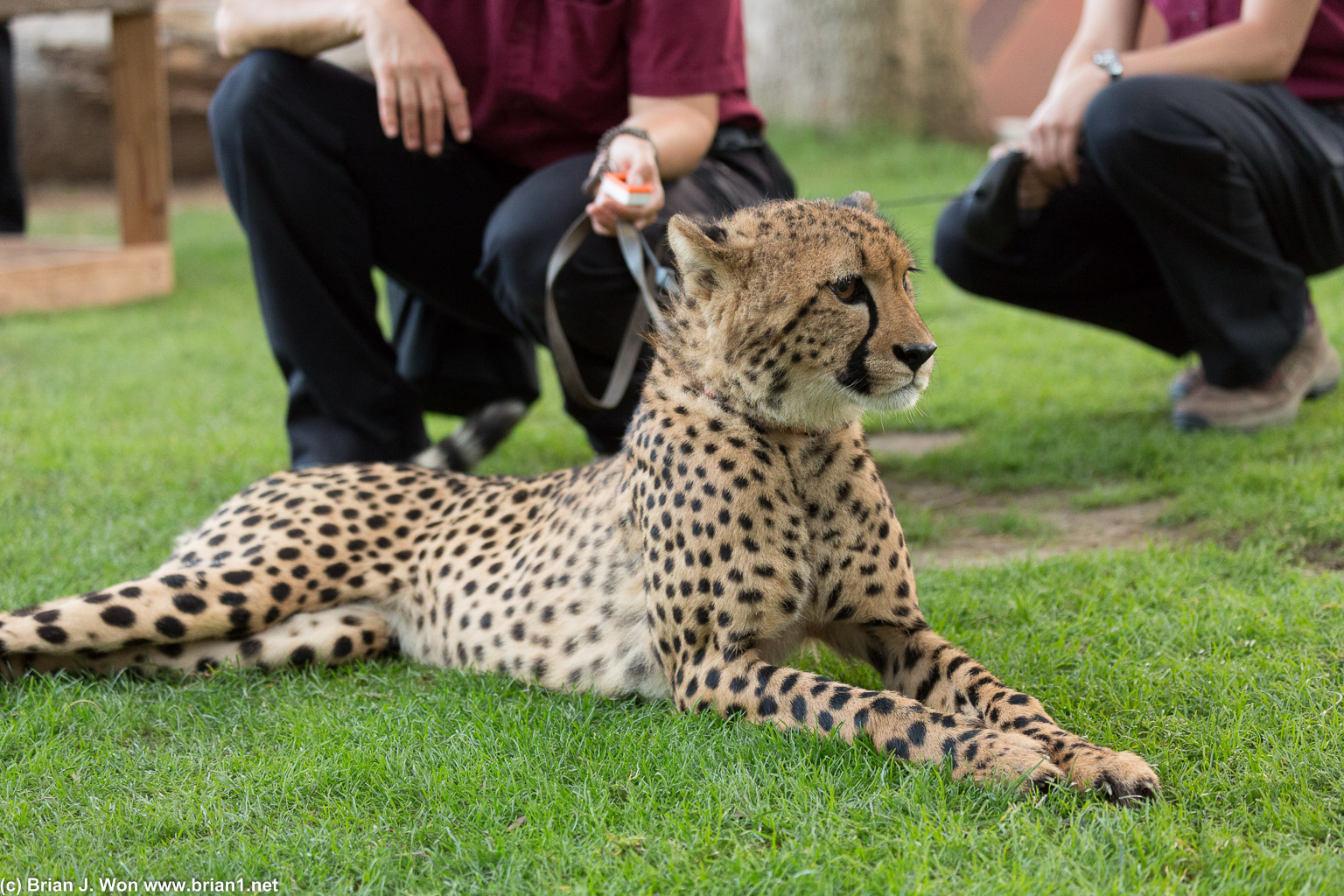 Because we need one more cheetah photo.