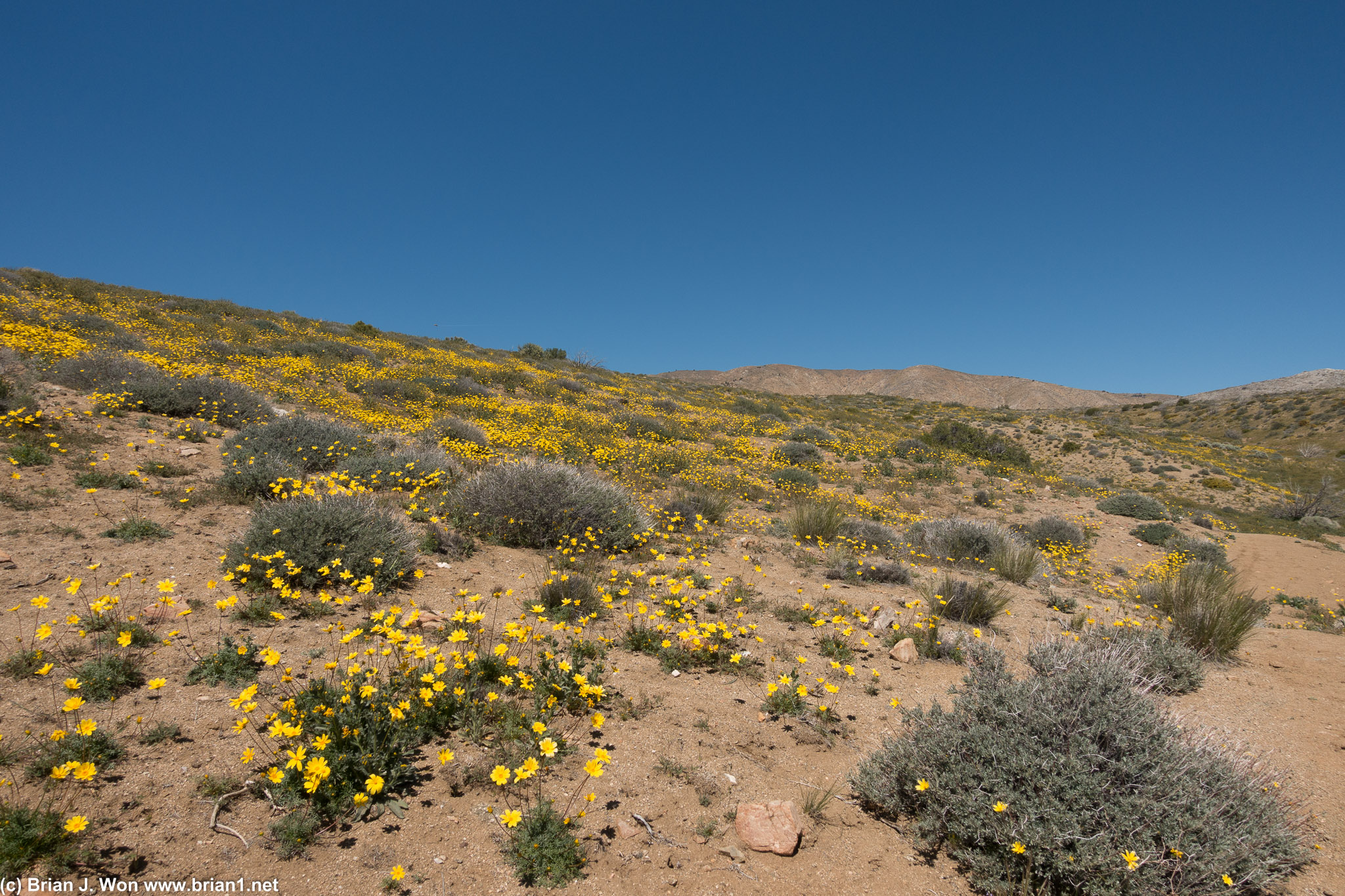 Mojave super bloom... or the remains at least.