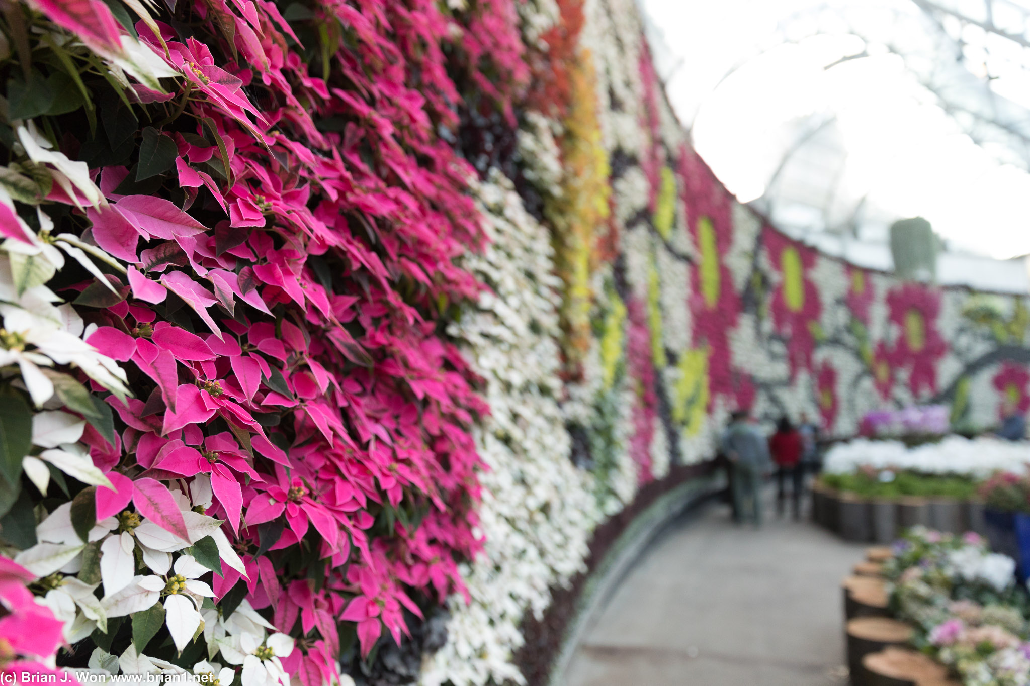 Flower wall inside The Calyx of the Royal Botanic Gardens.