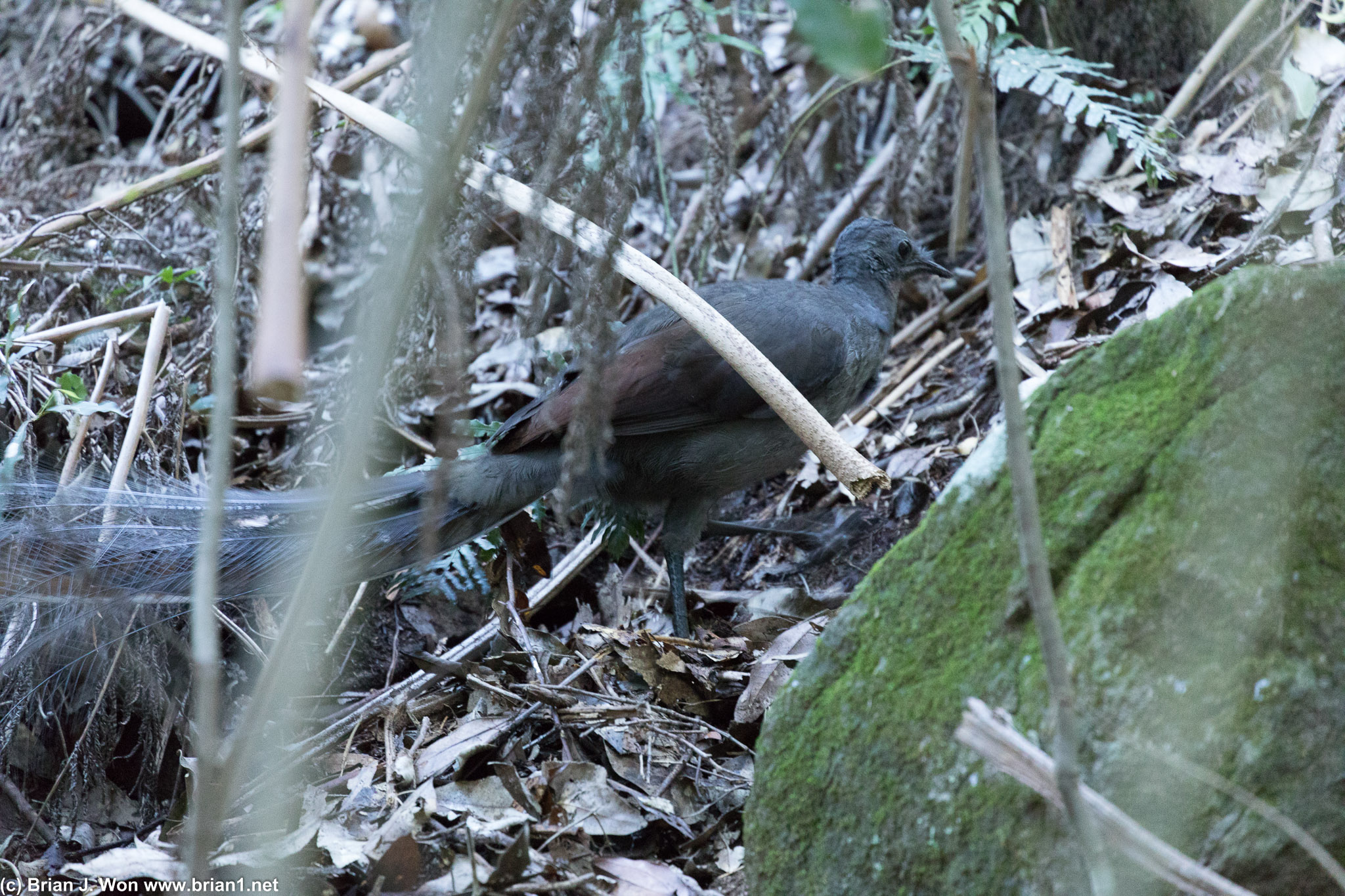 Superb lyrebird. Saw two within 30 feet of each other. Amazing.