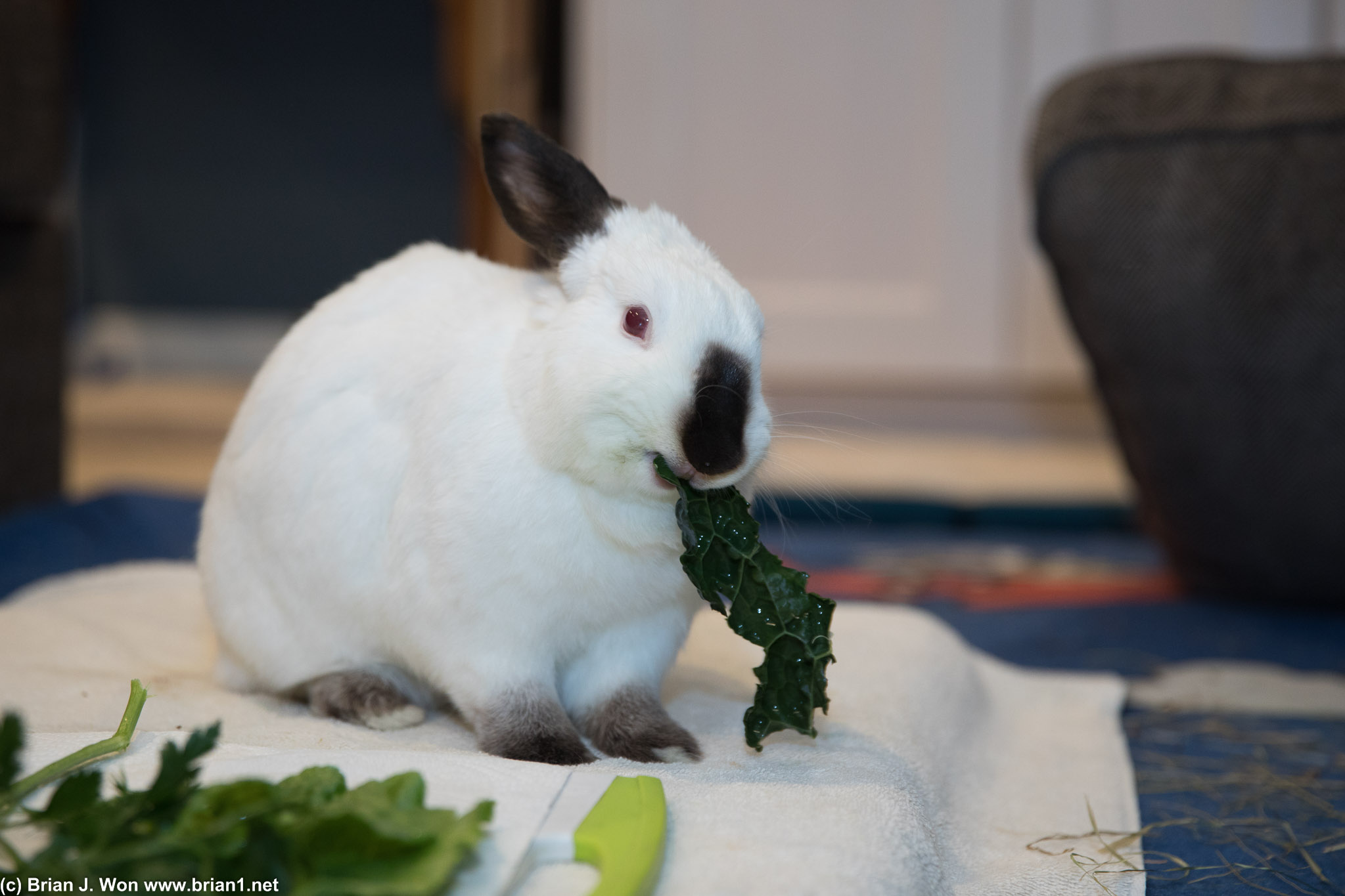 Kale for dinner.