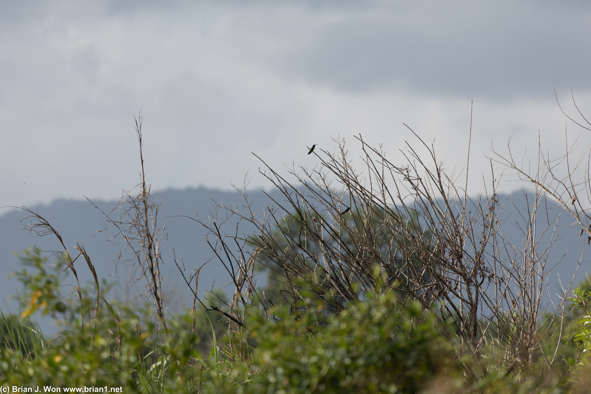 Hummingbird welcoming tourists into Caroni Bird Sanctuary.