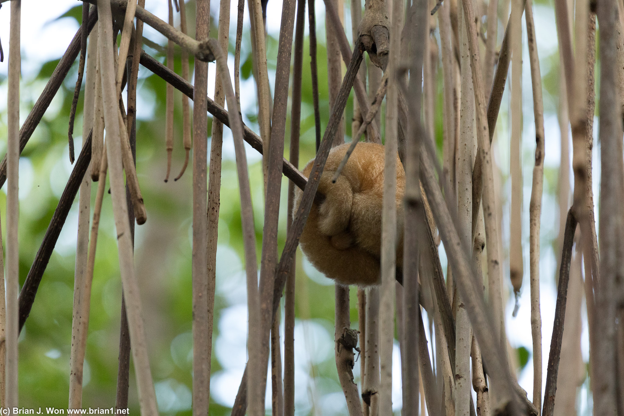 Silky anteater (I think).