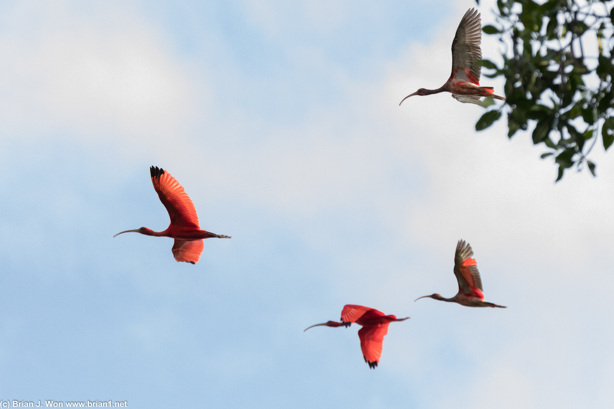 Abruptly, four scarlet ibis appeared overhead.