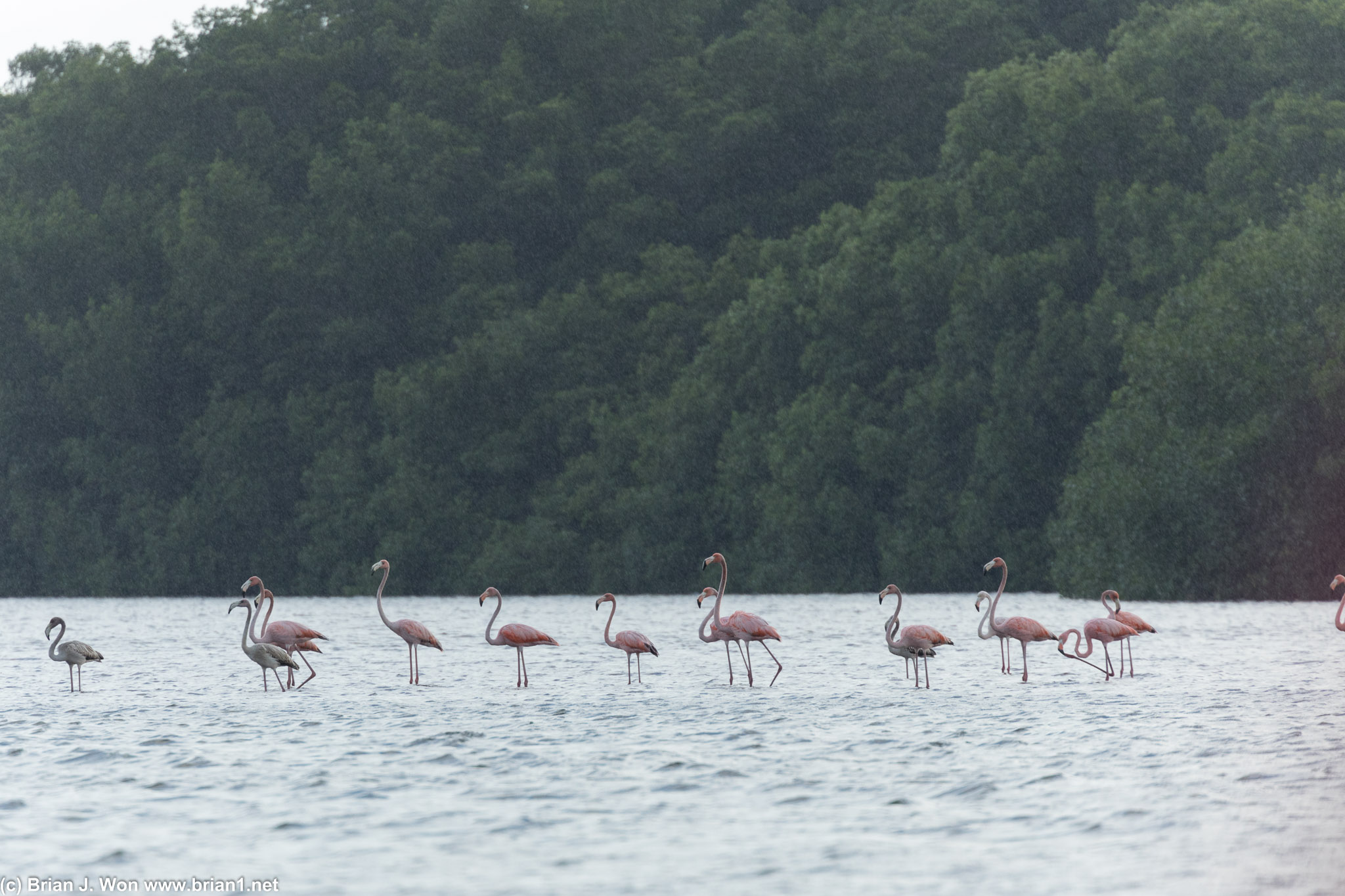 Flamingos in the rain.