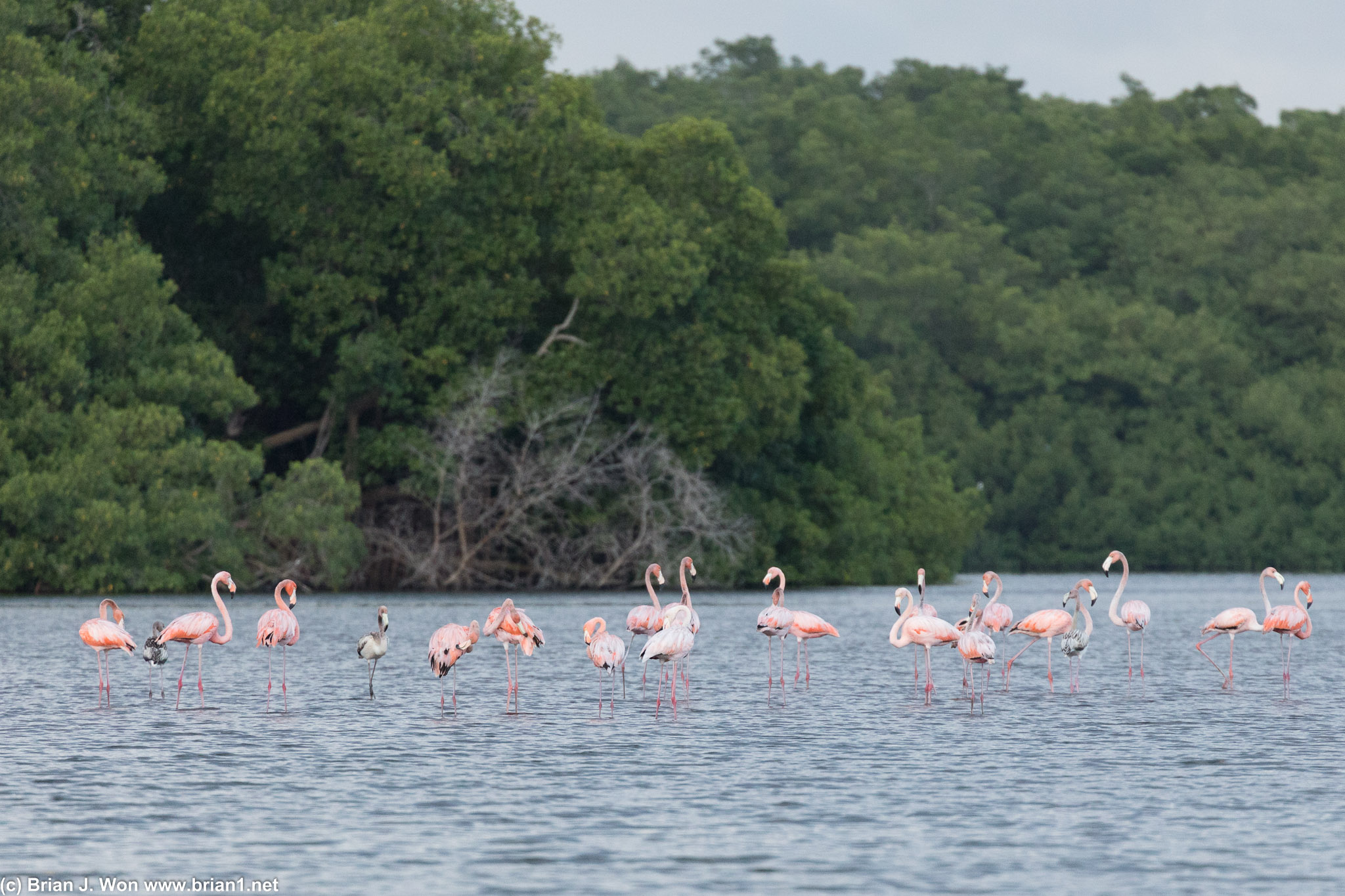 One last shot of flamingos.