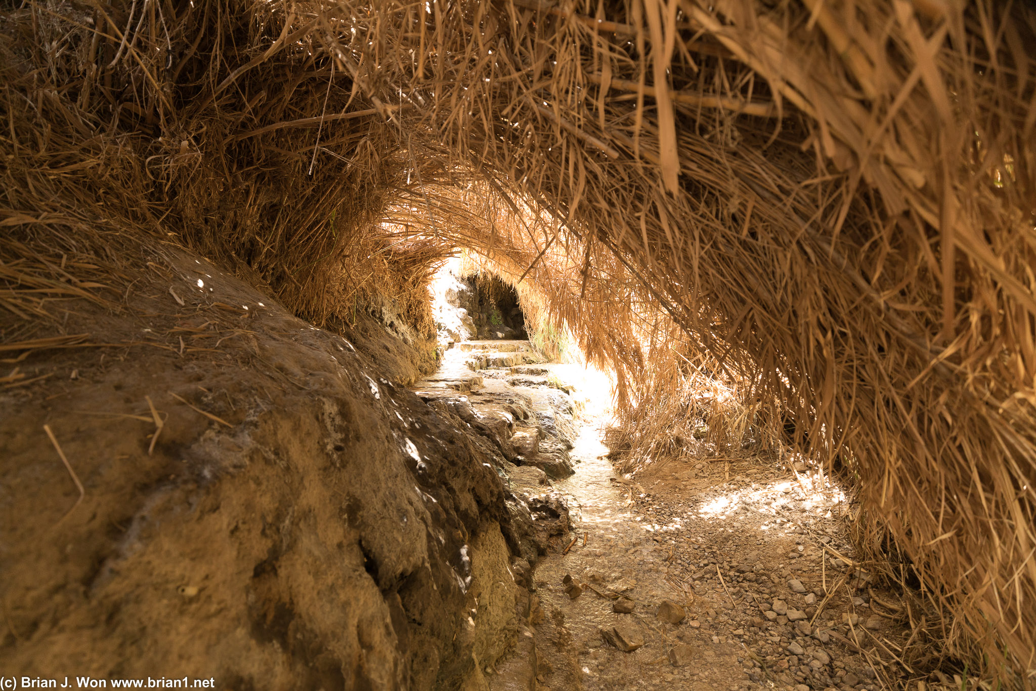 Reed tunnels.