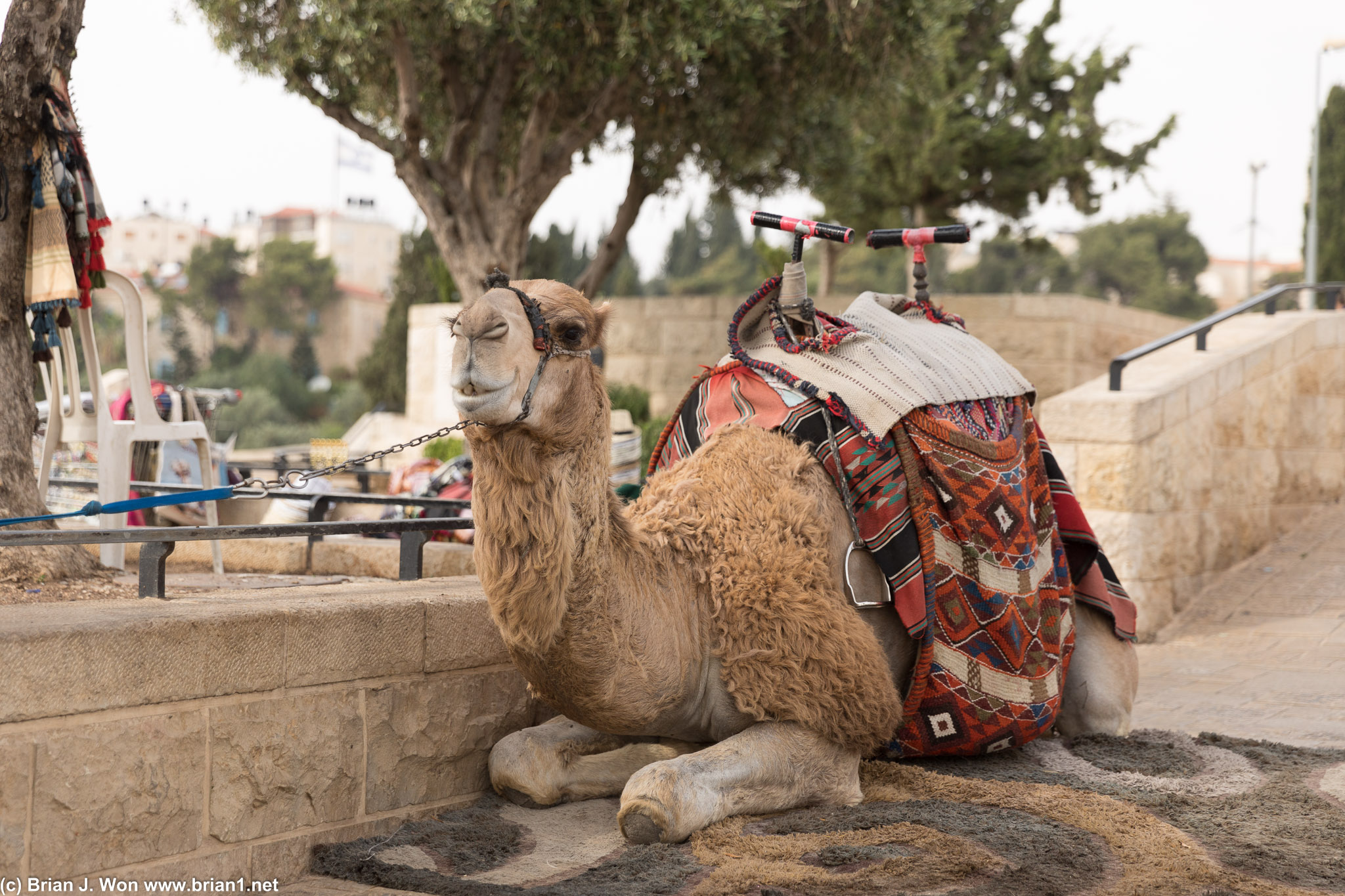 Camel at the top of Mount of Olives.