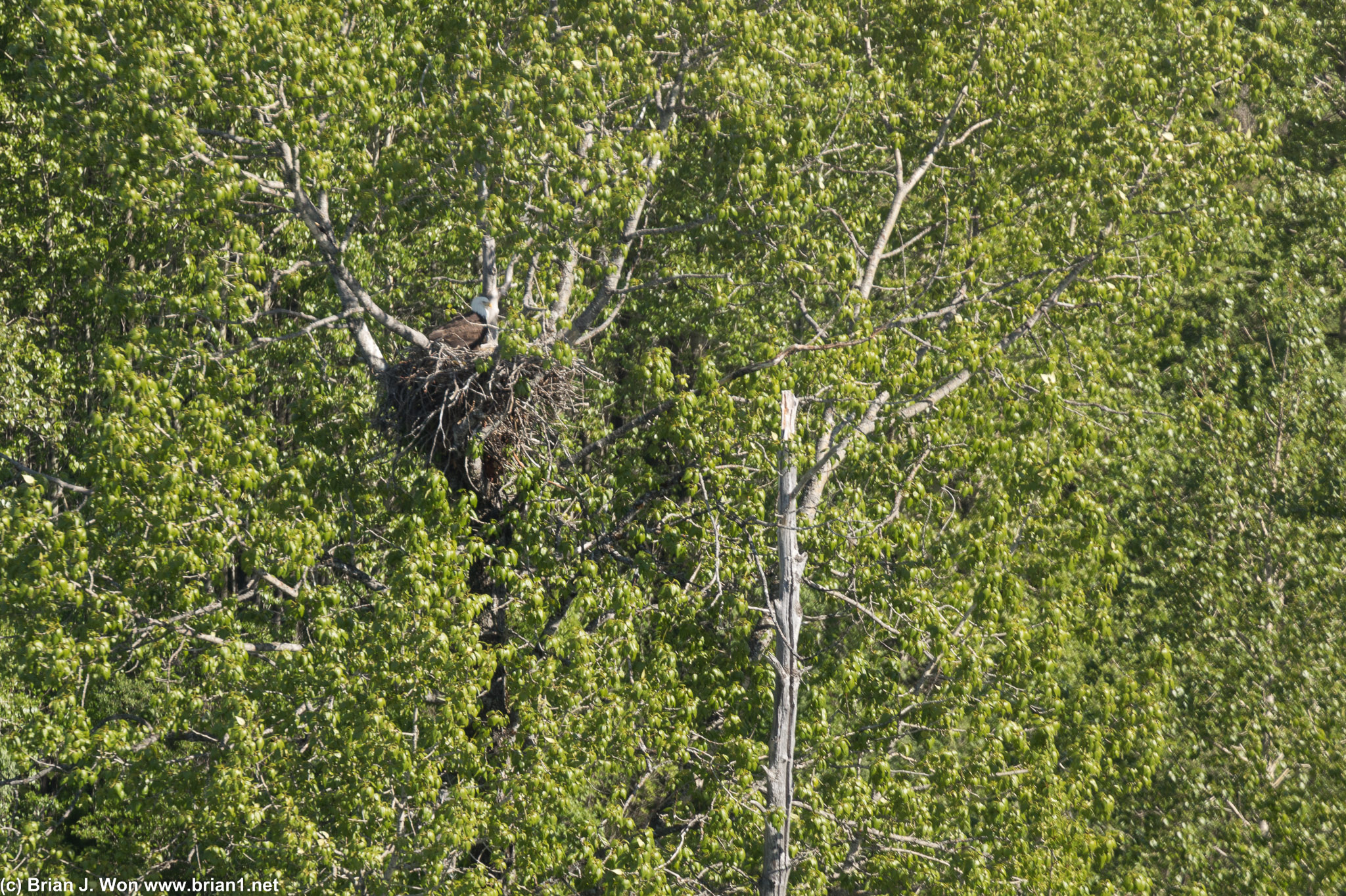 Found a bald eagle nest!