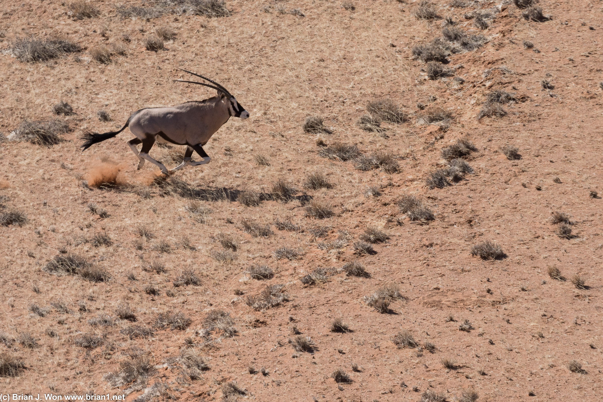 Oryx are impressive runners.