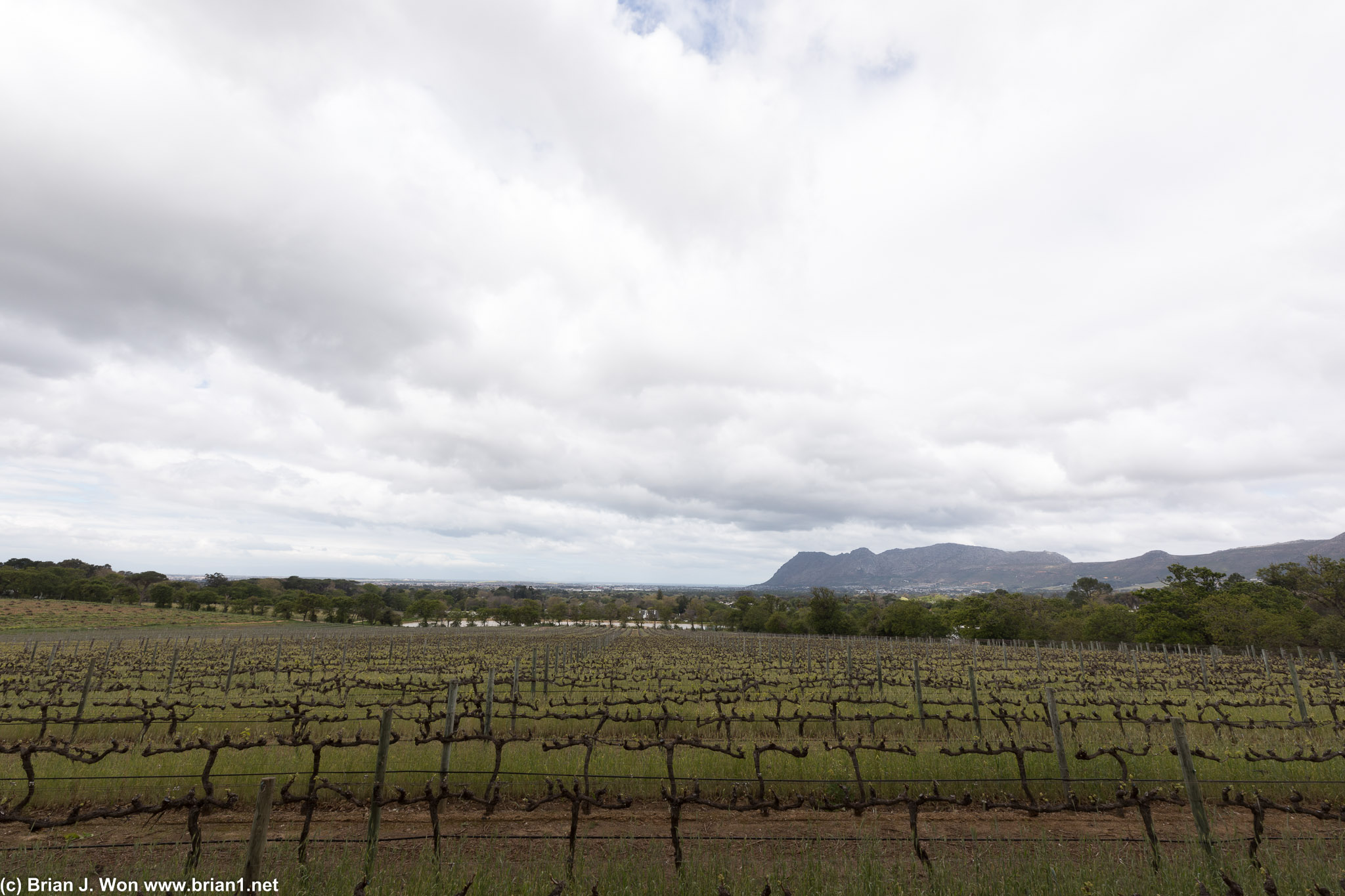 Cloudy skies and spring mean the vines are just starting to grow again.