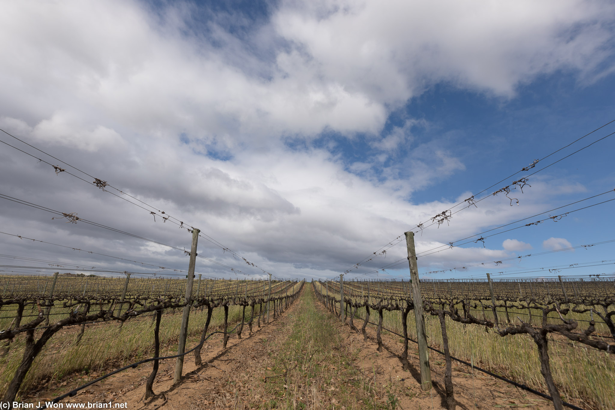 The clouds break over the grape vines.