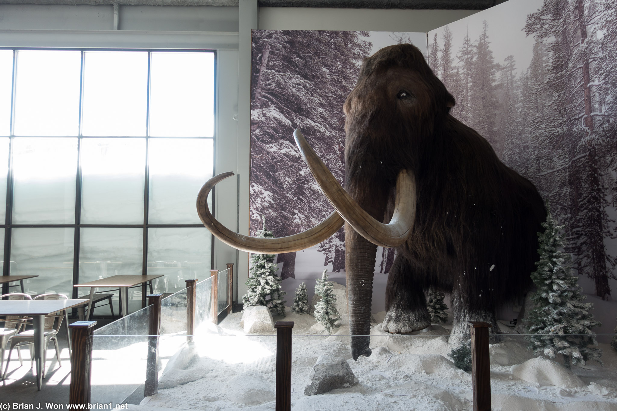 Recent addition to McCoy Station-- a mammoth!