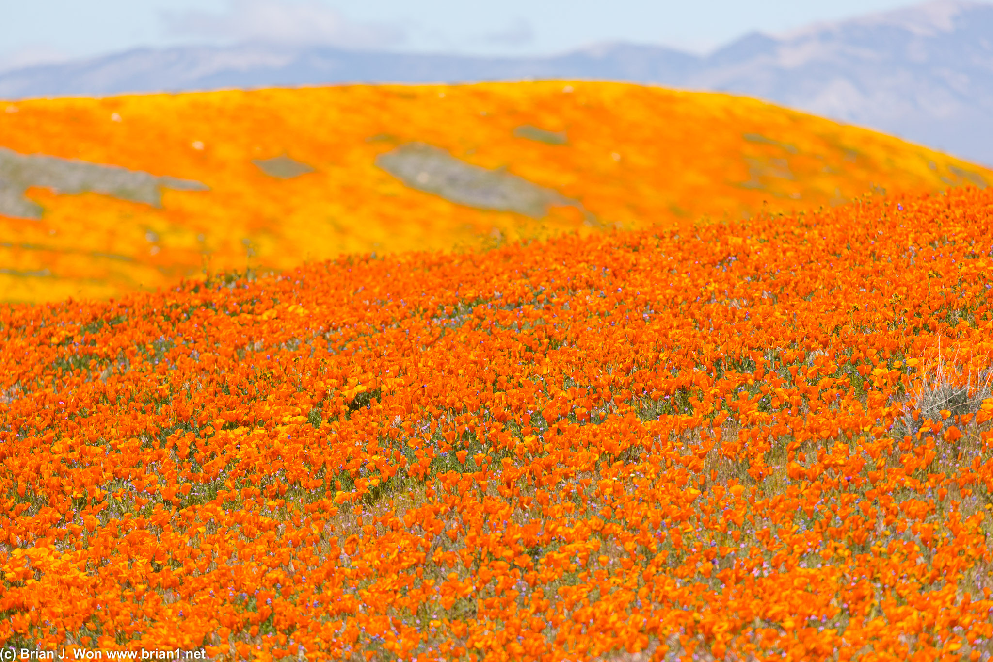 Just enough hills in the poppy reserve to make this shot possible without people in the background.