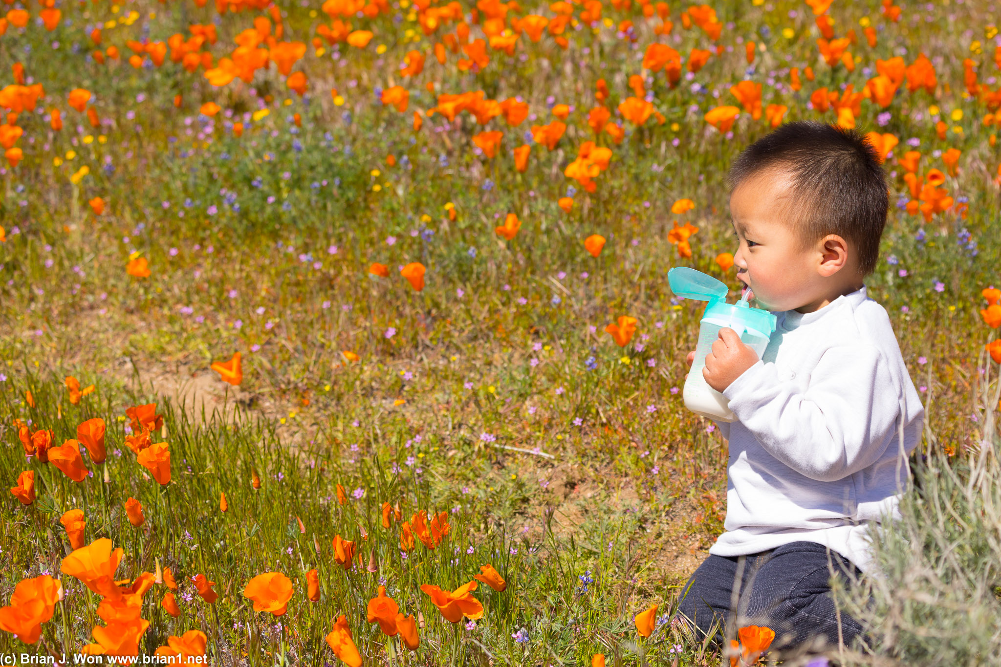 Drinking his milk among the fields of poppies.