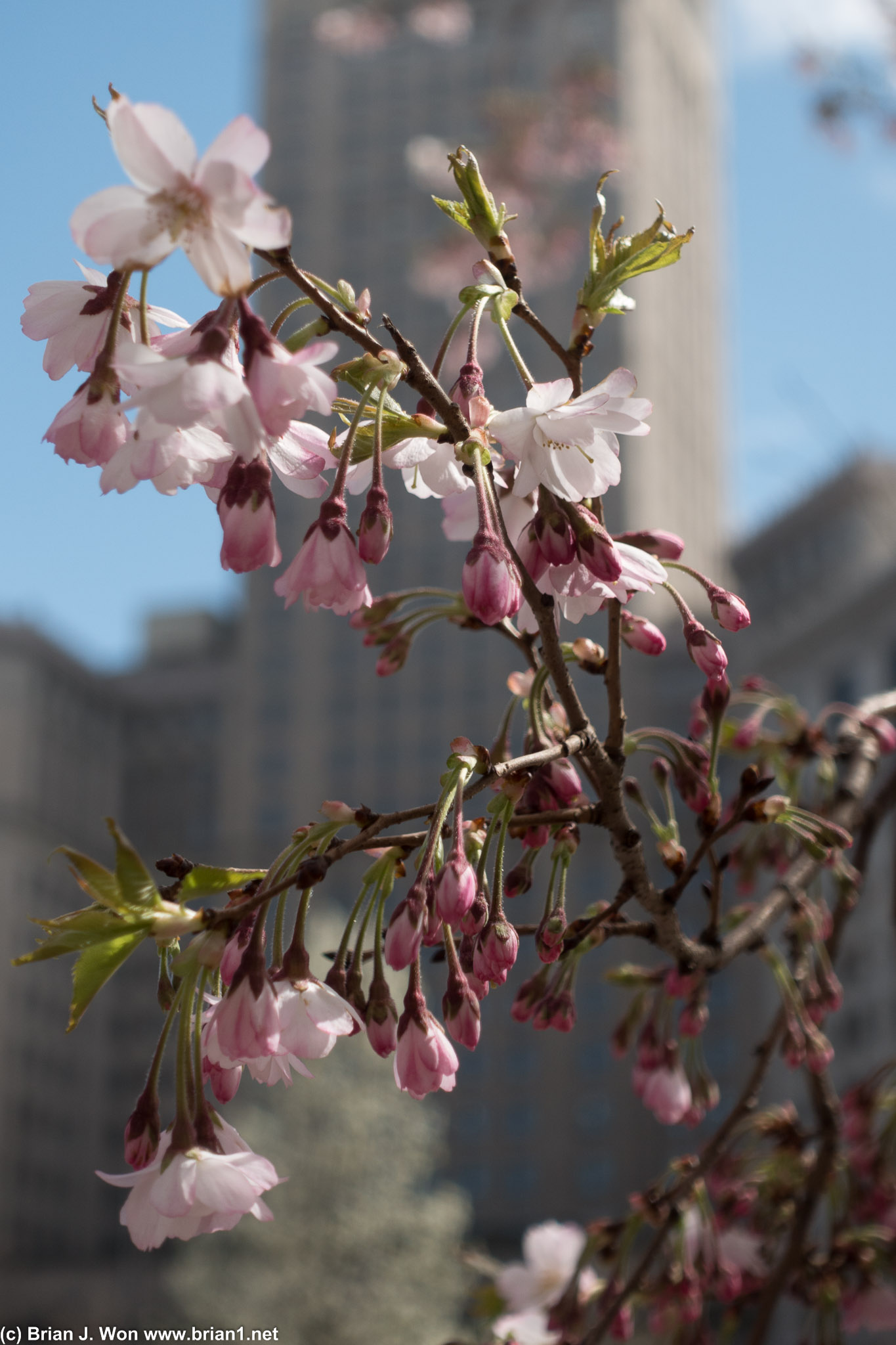 Cherry blossom season isn't til mid-April this far north?
