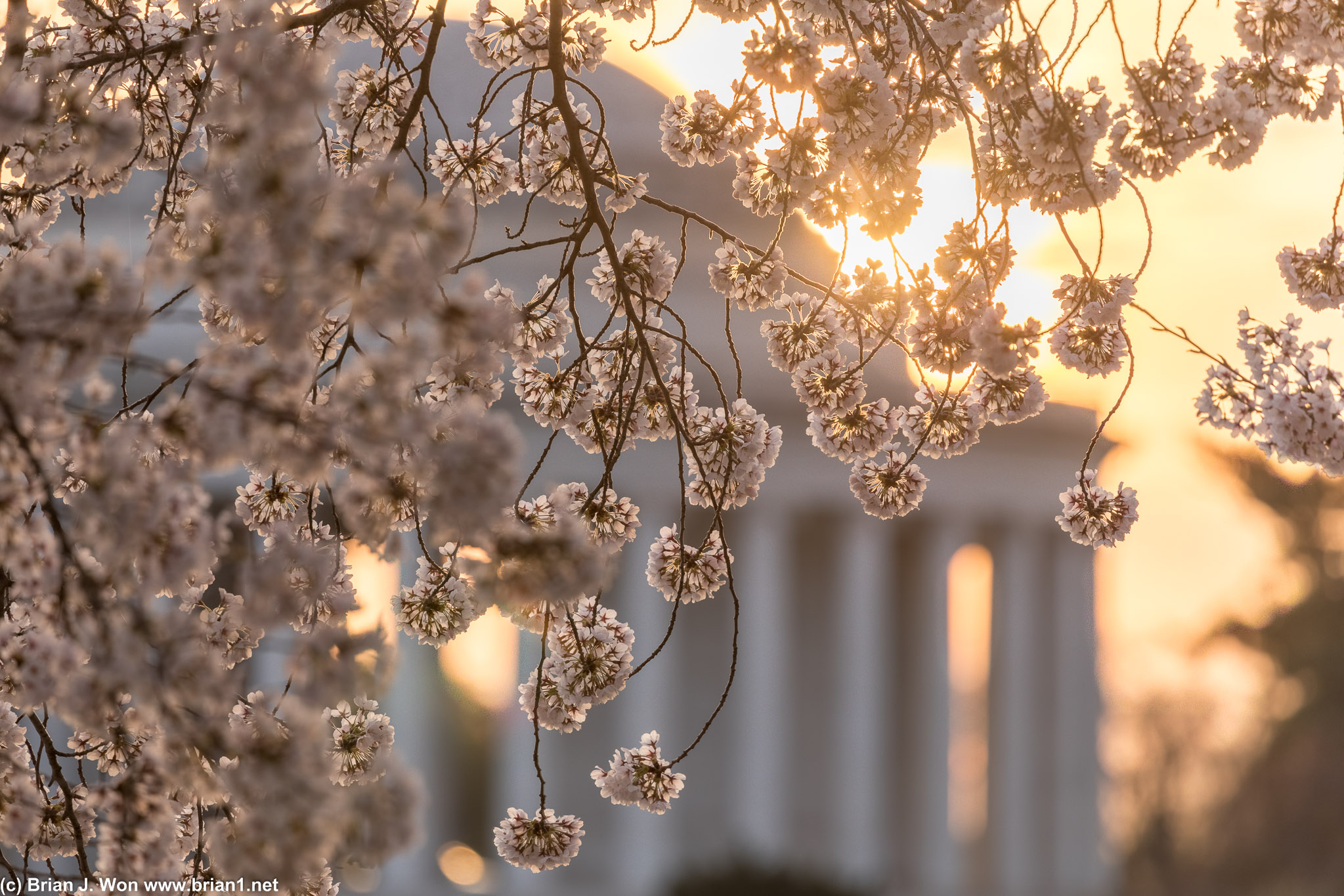 Backlit cherry blossoms in front of Jefferson Memorial.