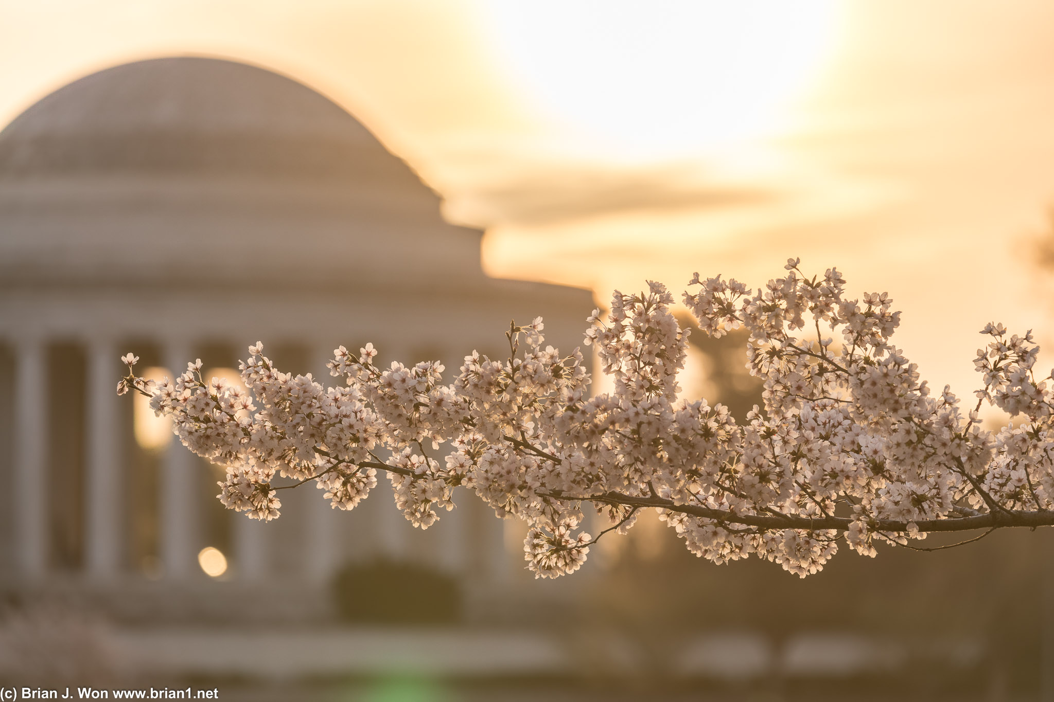 Dramatic skies shine on a lone branch full of blossoms.