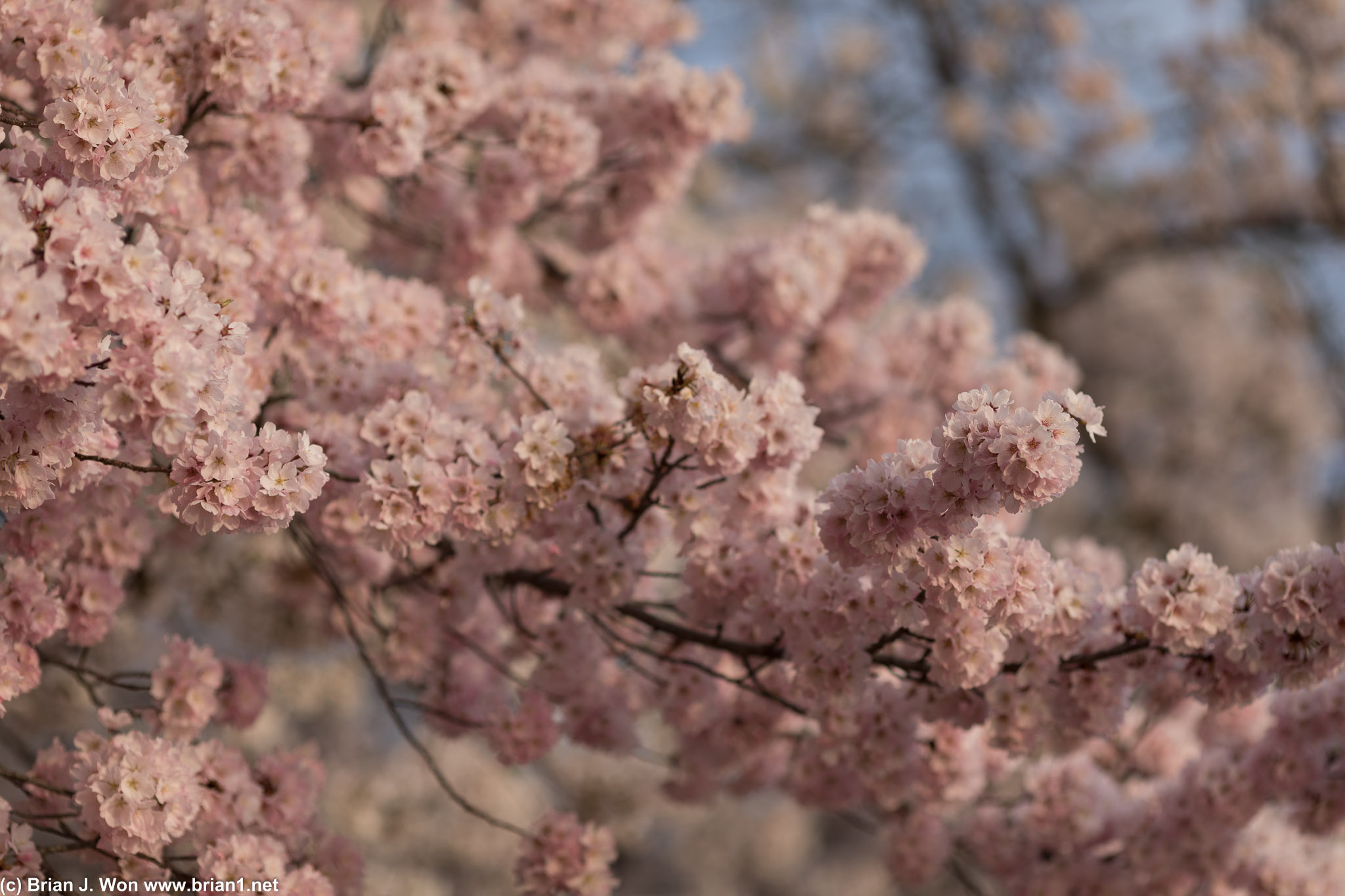 The older cherry blossoms get, the more pink they become.