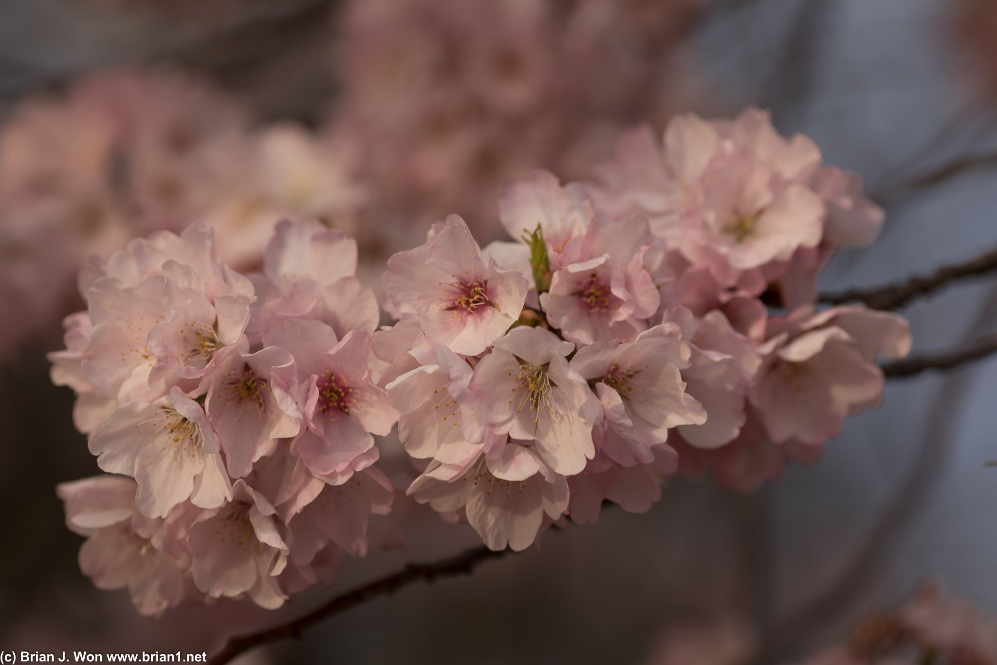 Closer view of a branch full of pink cherry blossoms.