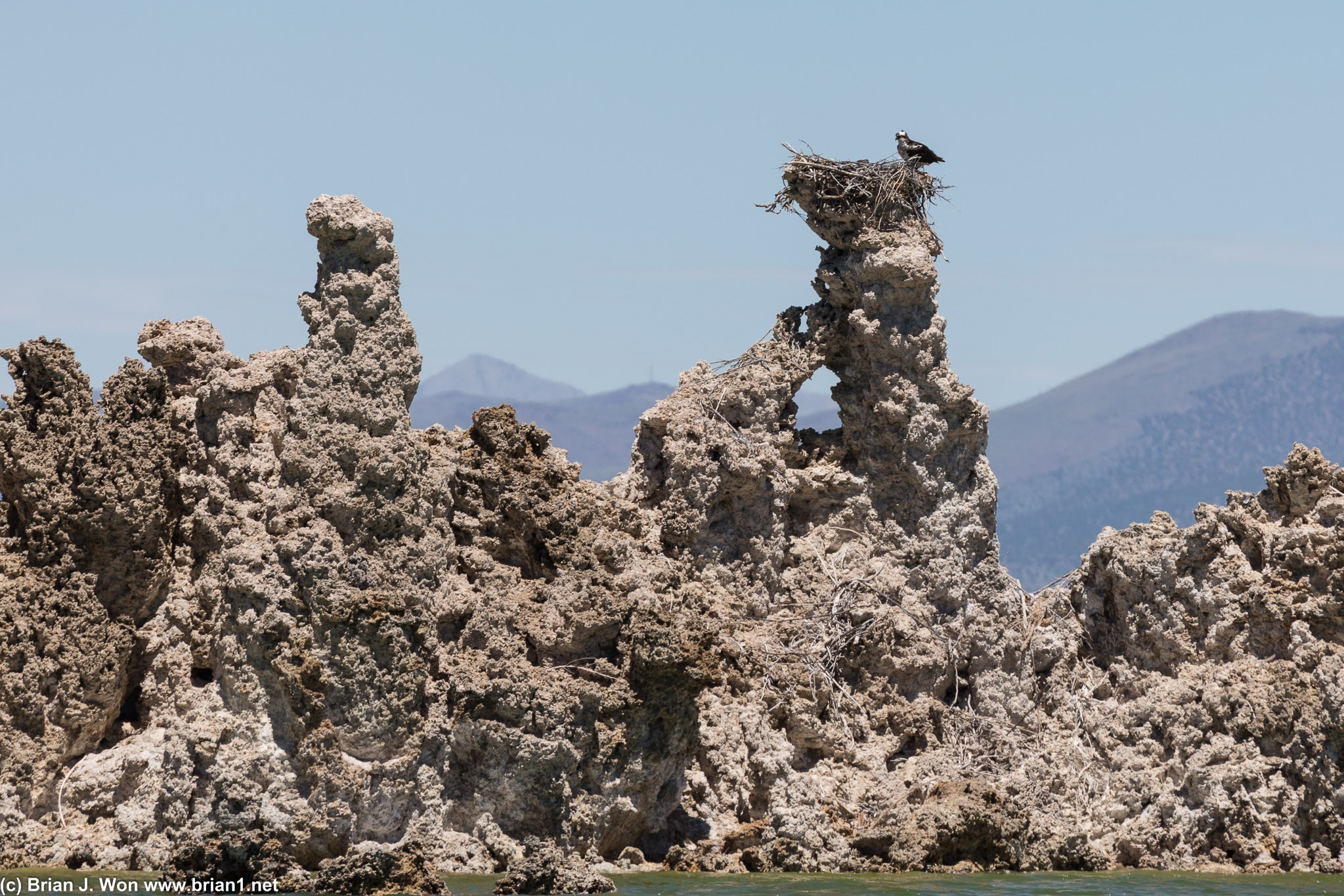 Bird nesting atop a tufa in the middle of the lake.