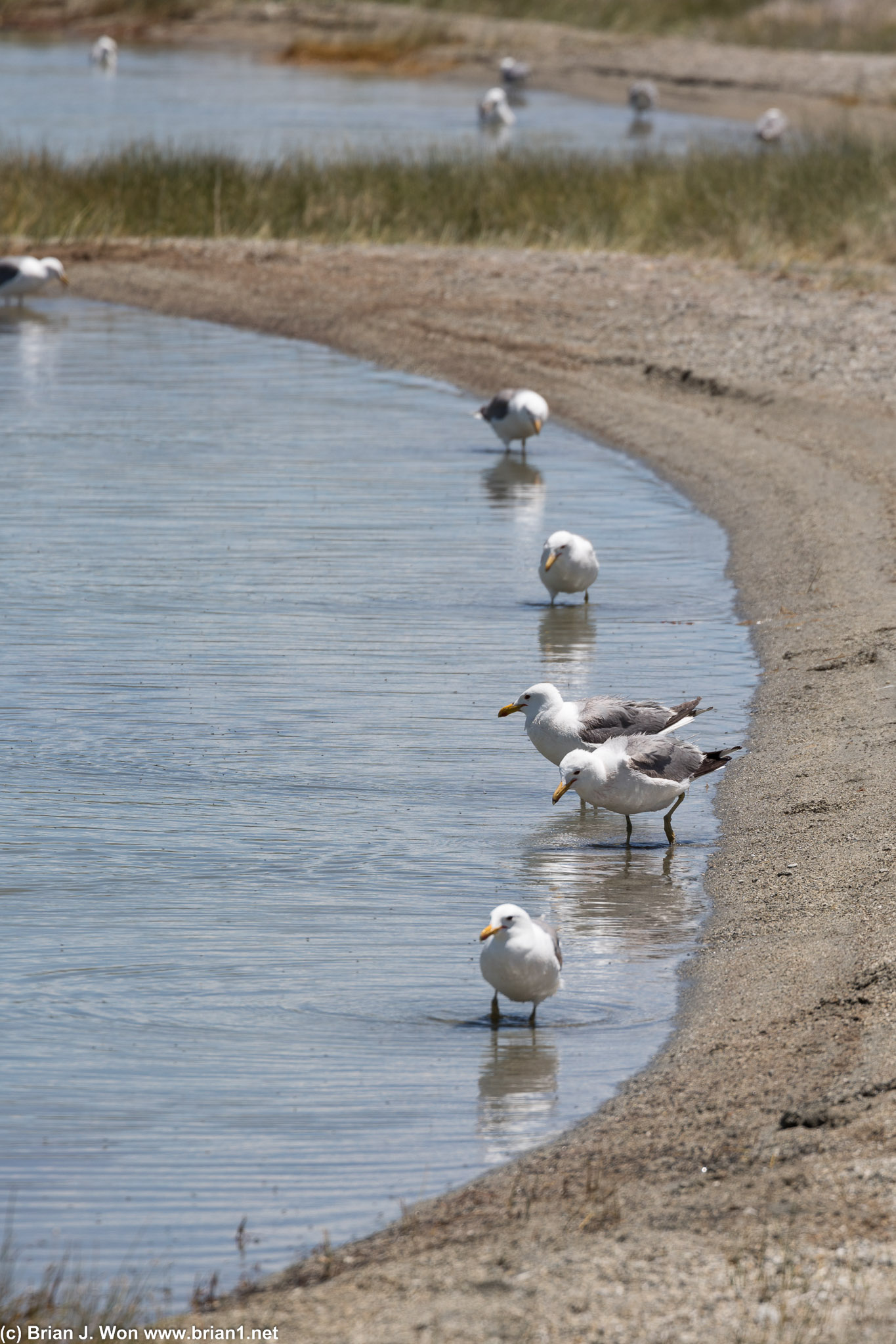 California gulls.