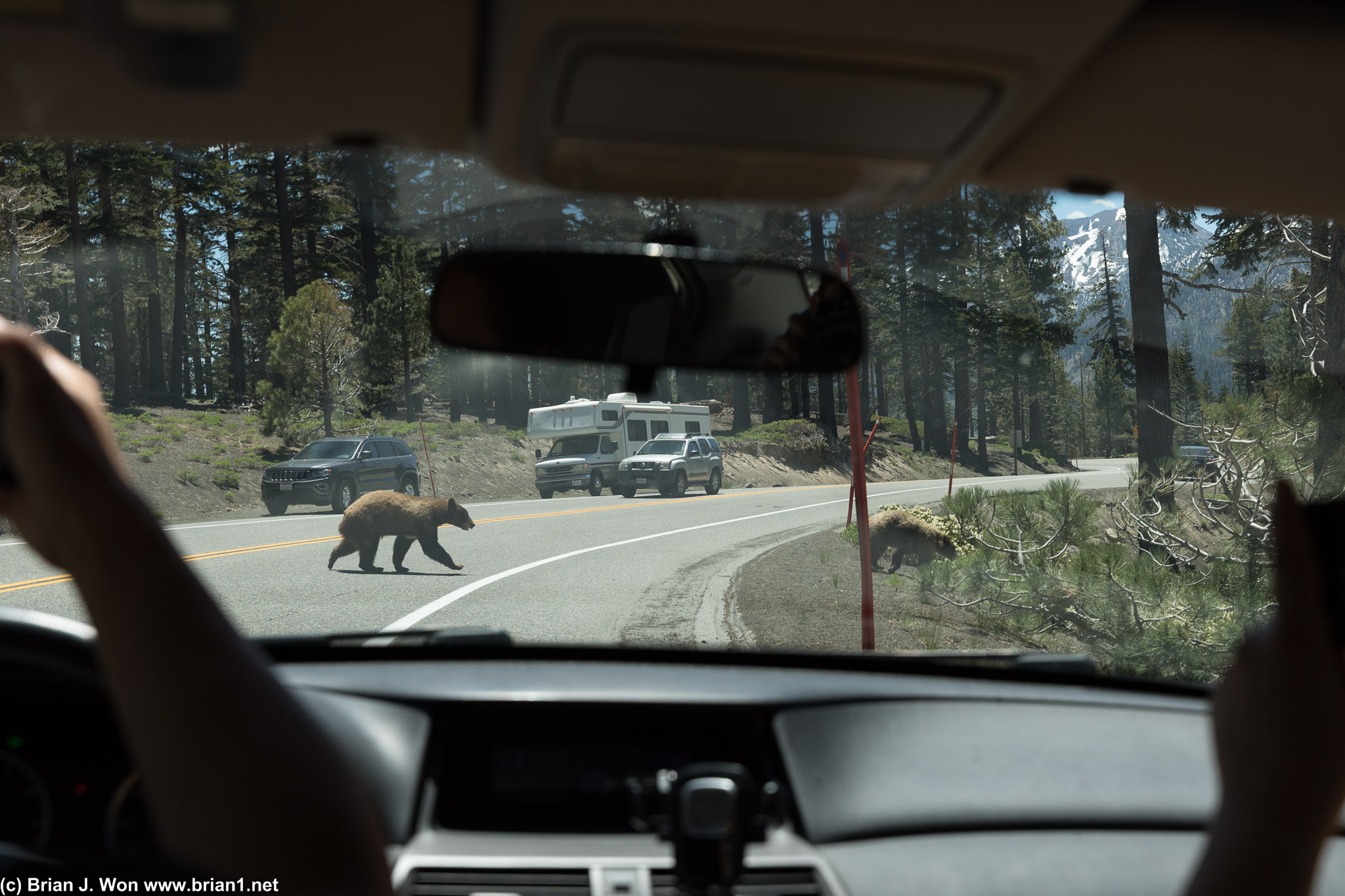 Why did the bears cross the road?