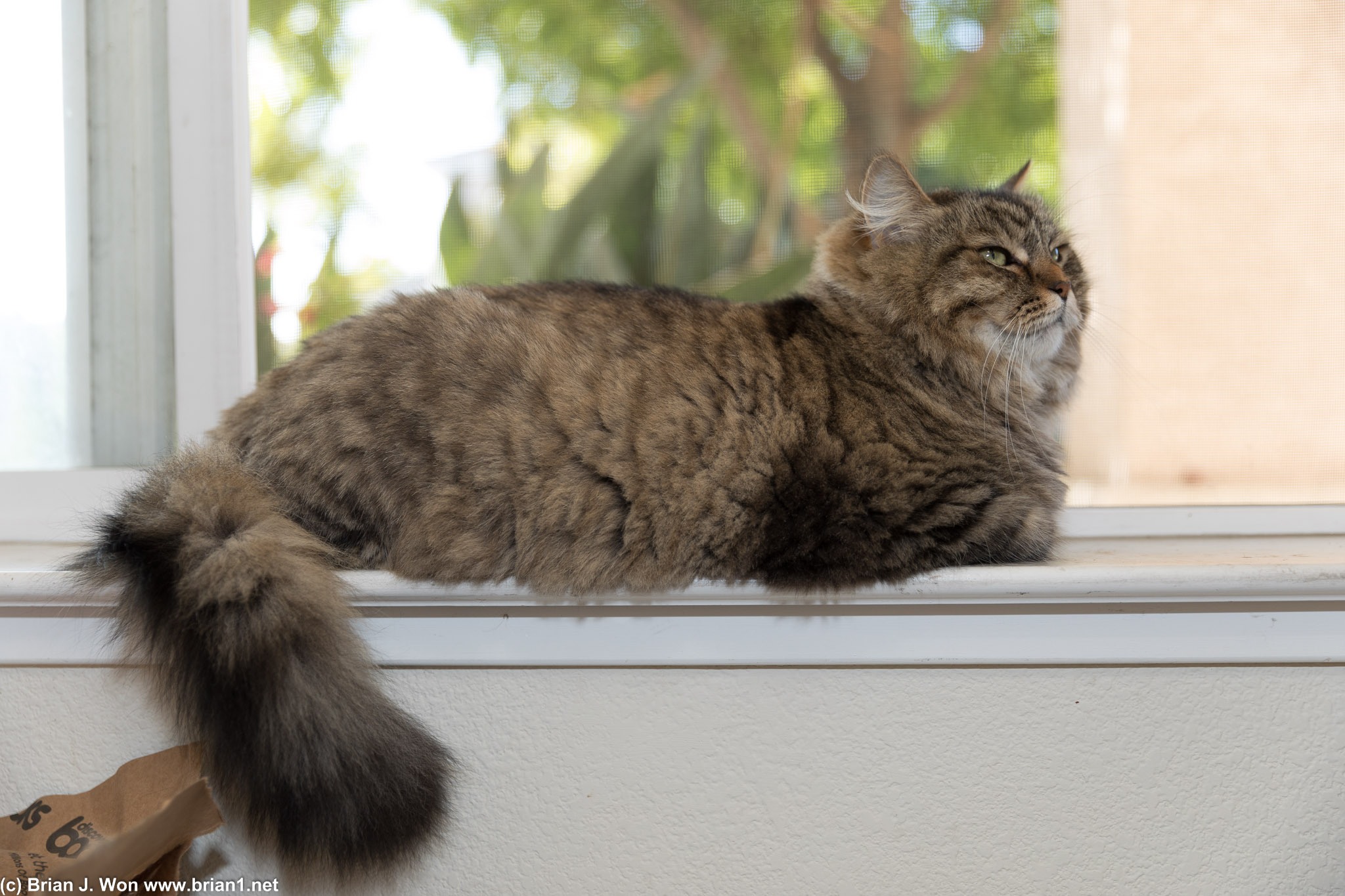 Cat + windowsill = classic pose.