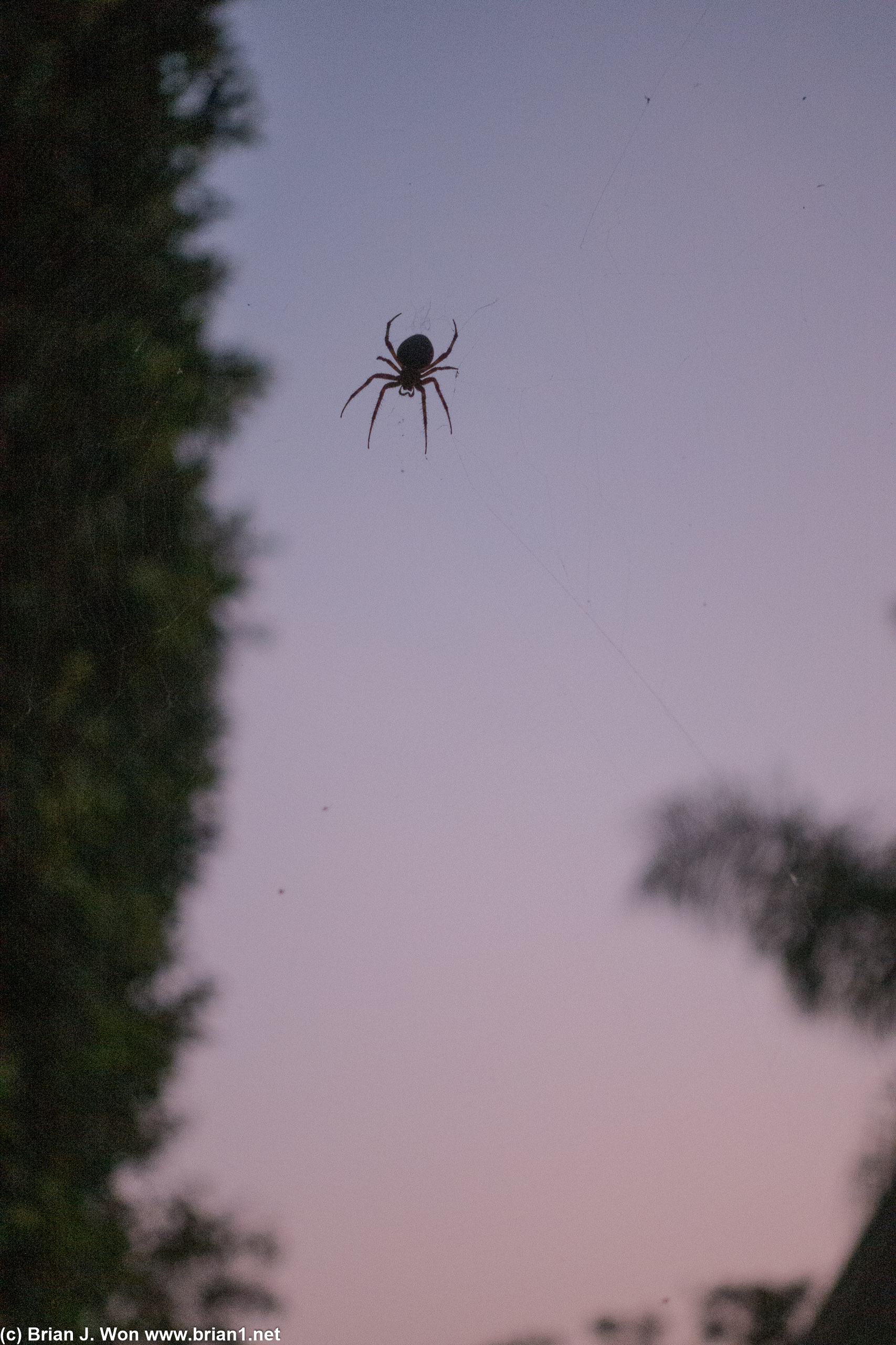 Someone chose to spin a huge web, thankfully above head-height!