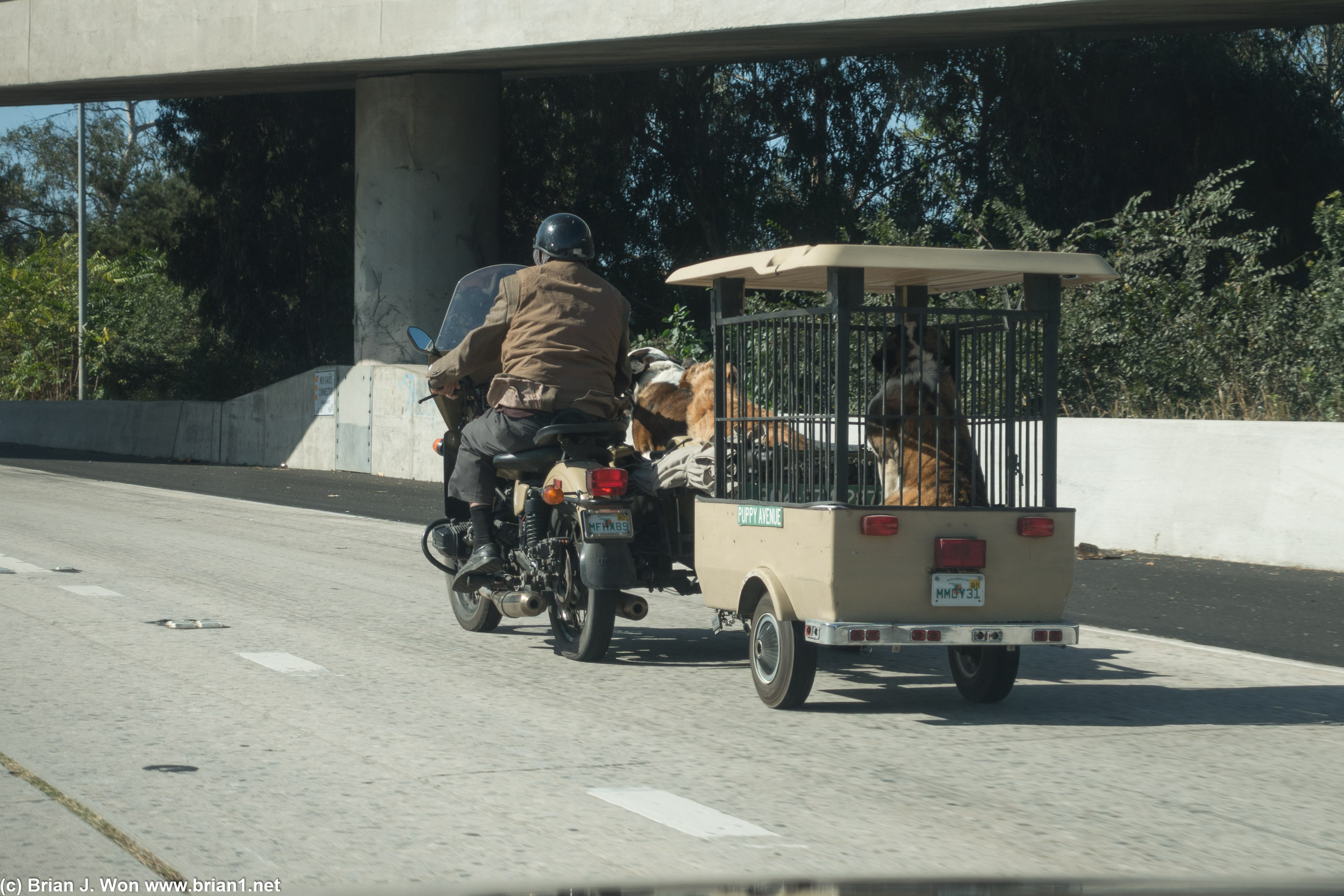 Motorcycle with sidecar and trailer and... 3 big dogs!