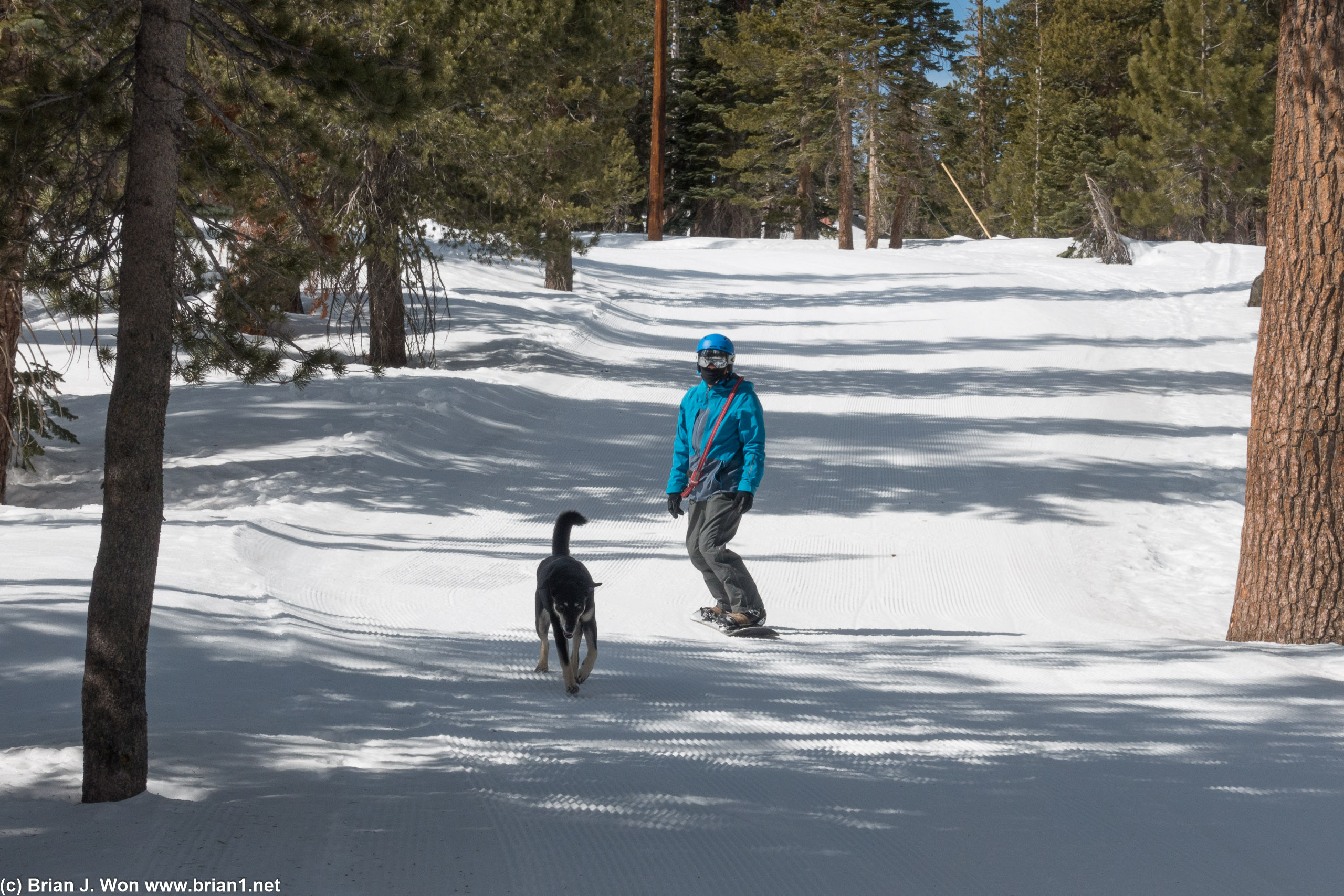 Owner and dog on the ski-back trail.