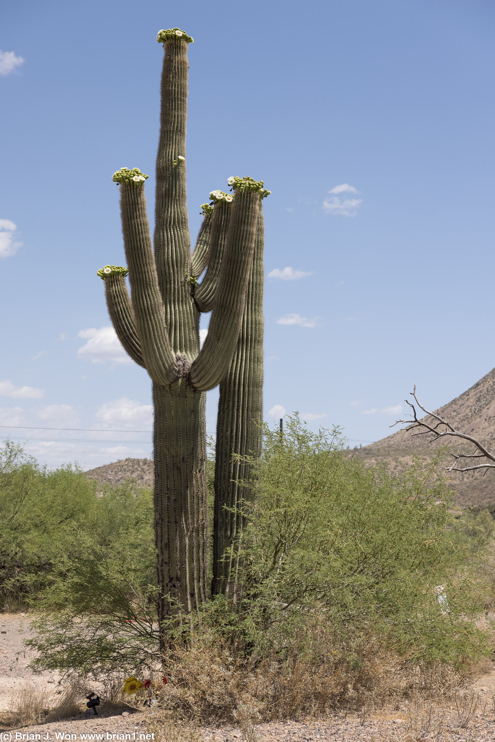 Heading south back to Phoenix means back to saguaro cactus territory.
