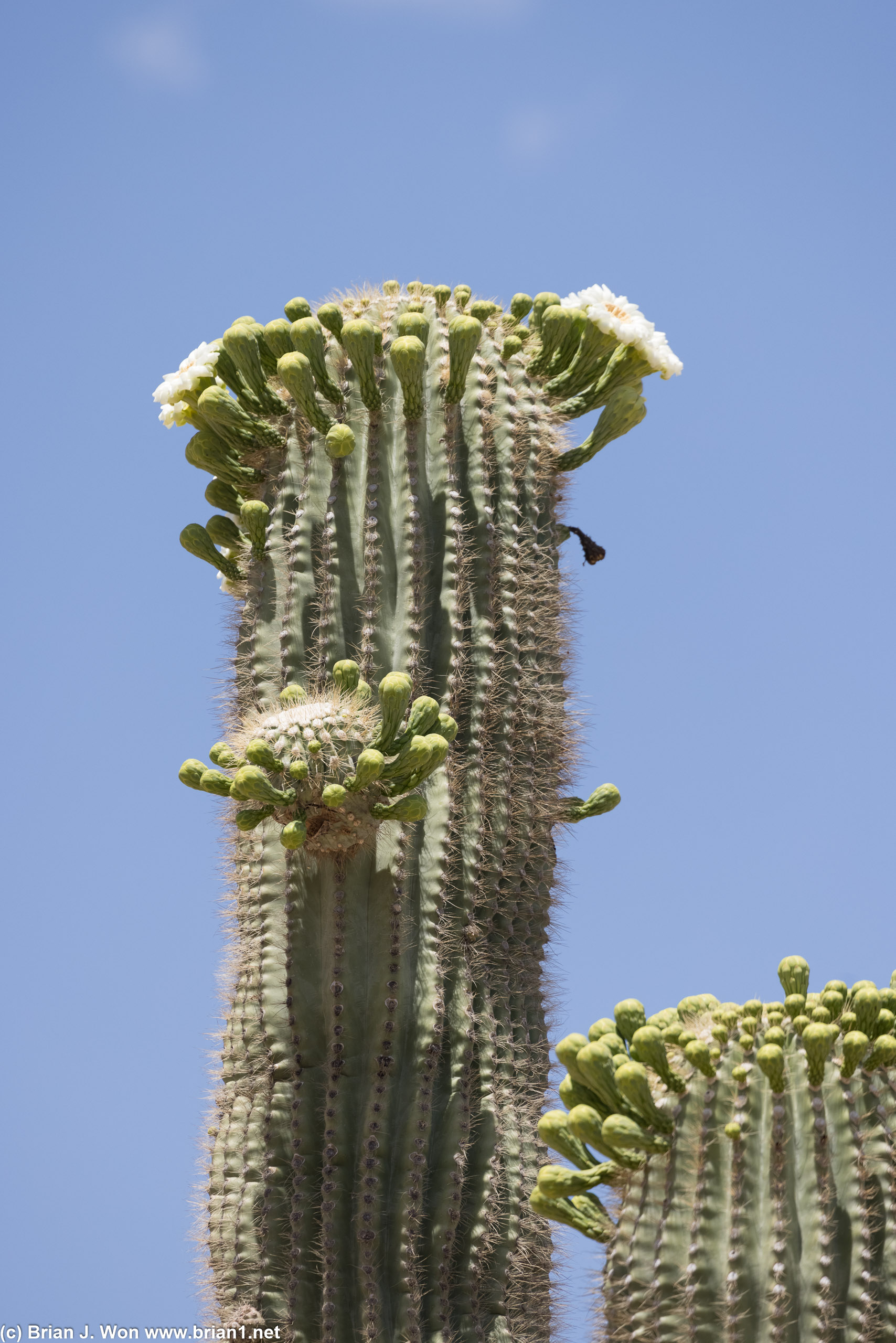 Spring rains mean cactus flowers.