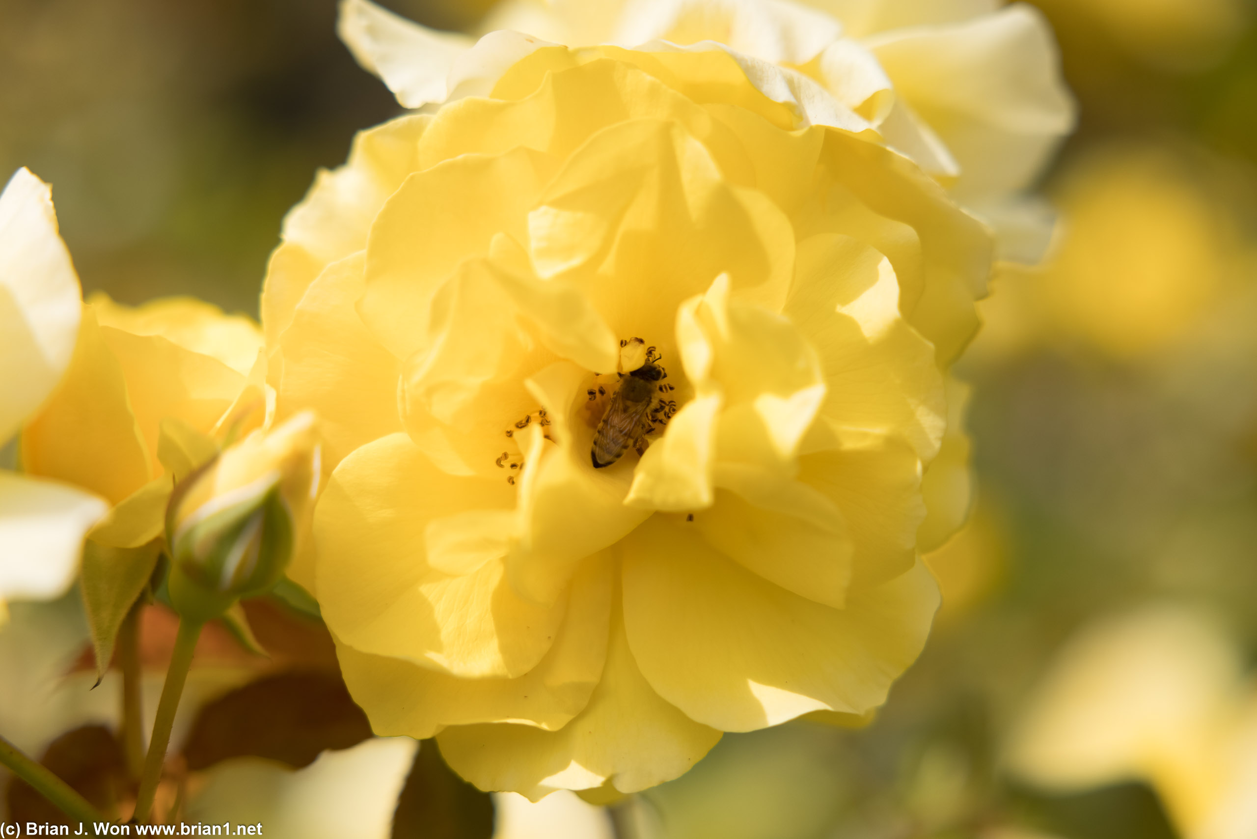 Bee hiding inside a rose.
