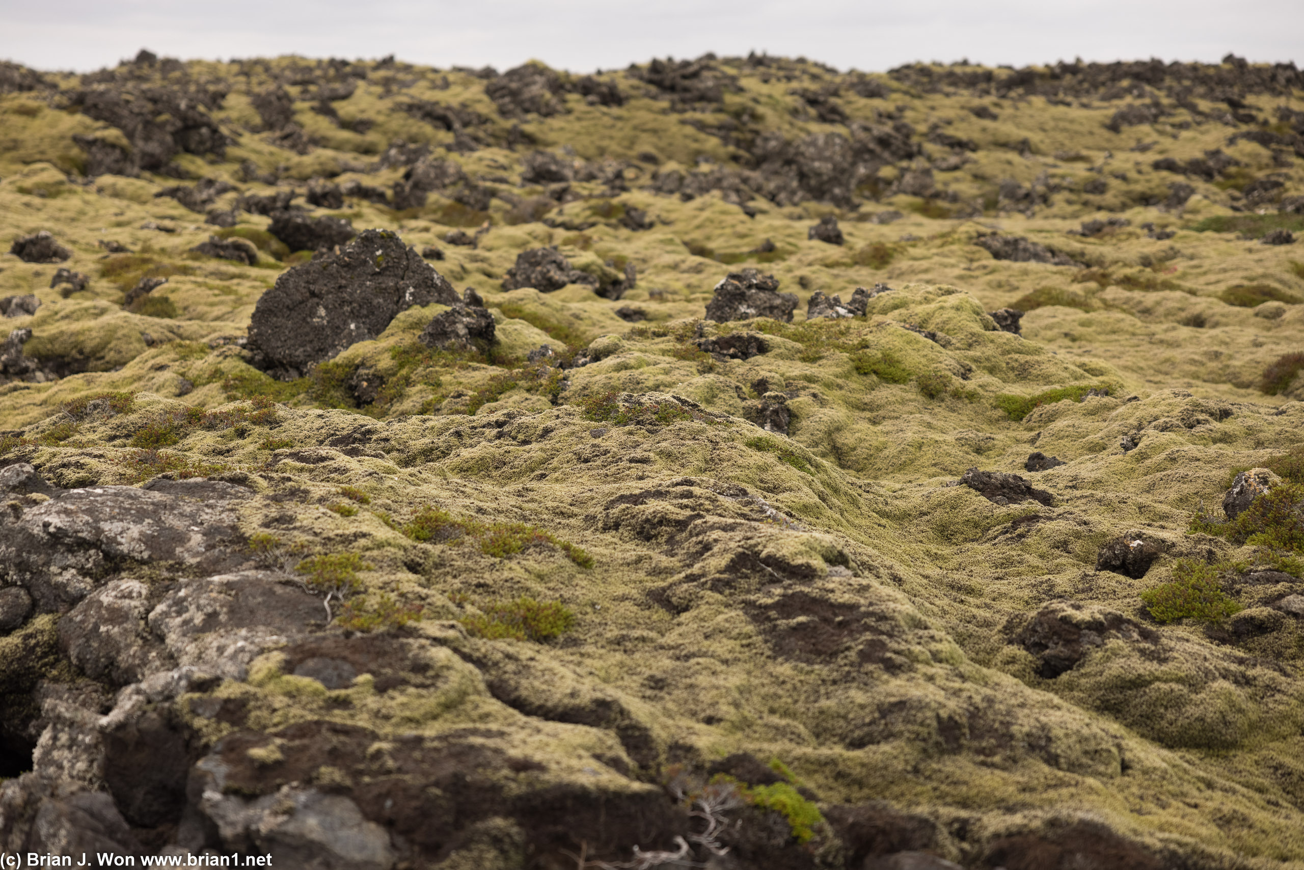 The one good photo of Icelandic moss I took.