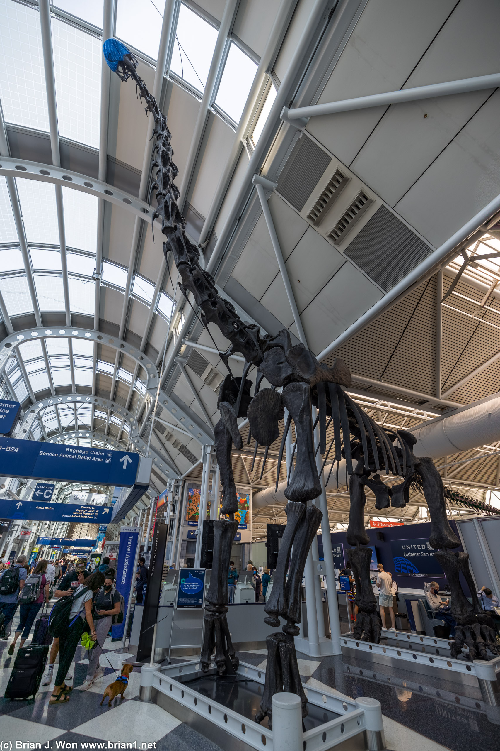 Arrived in Chicago (Terminal 5), then bused over to Terminal 1, then the dinosaur says hello.