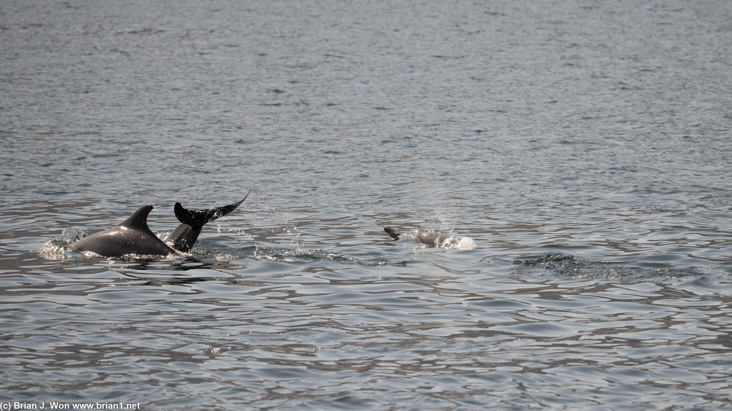 More dolphins.