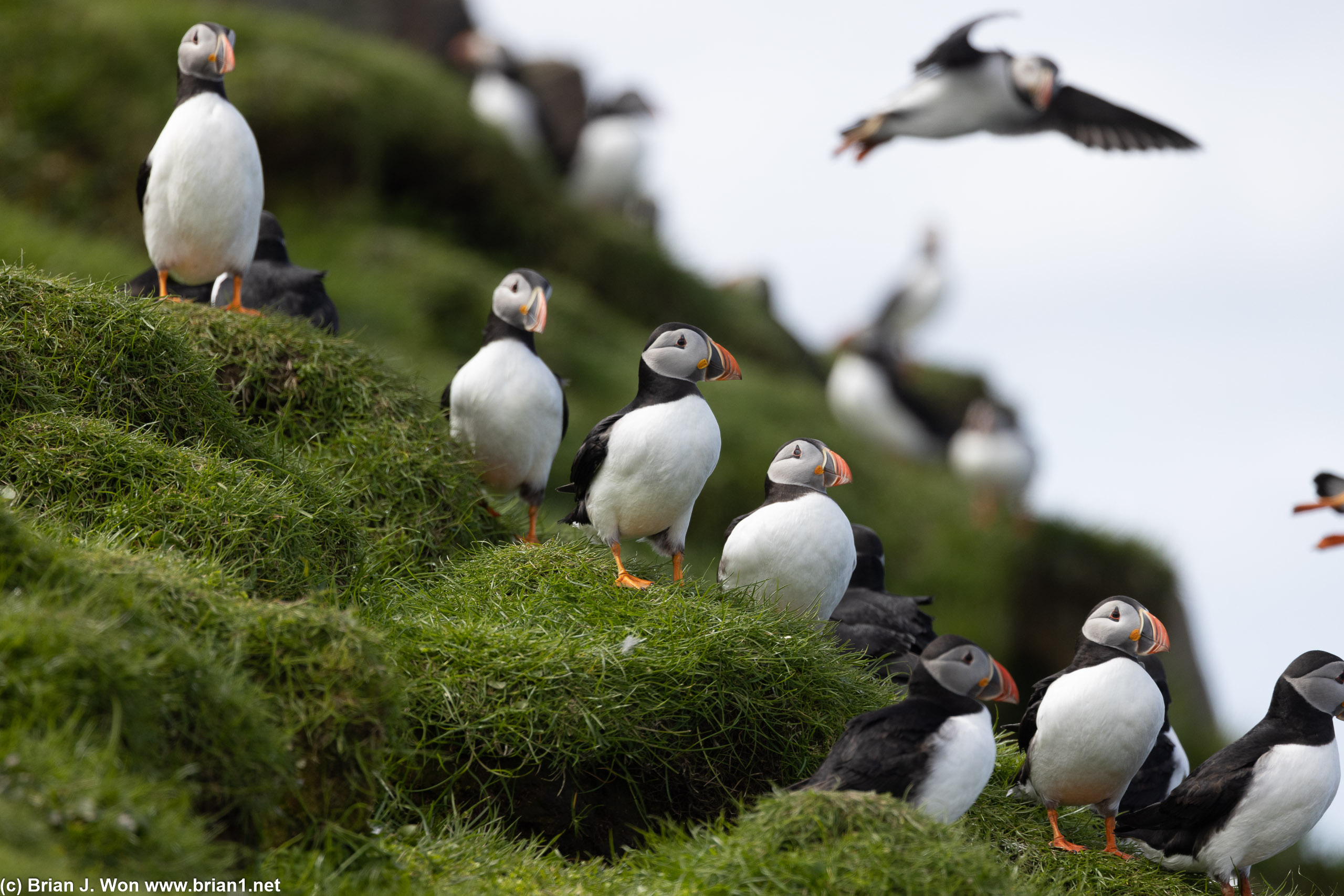 Hordes of puffins.