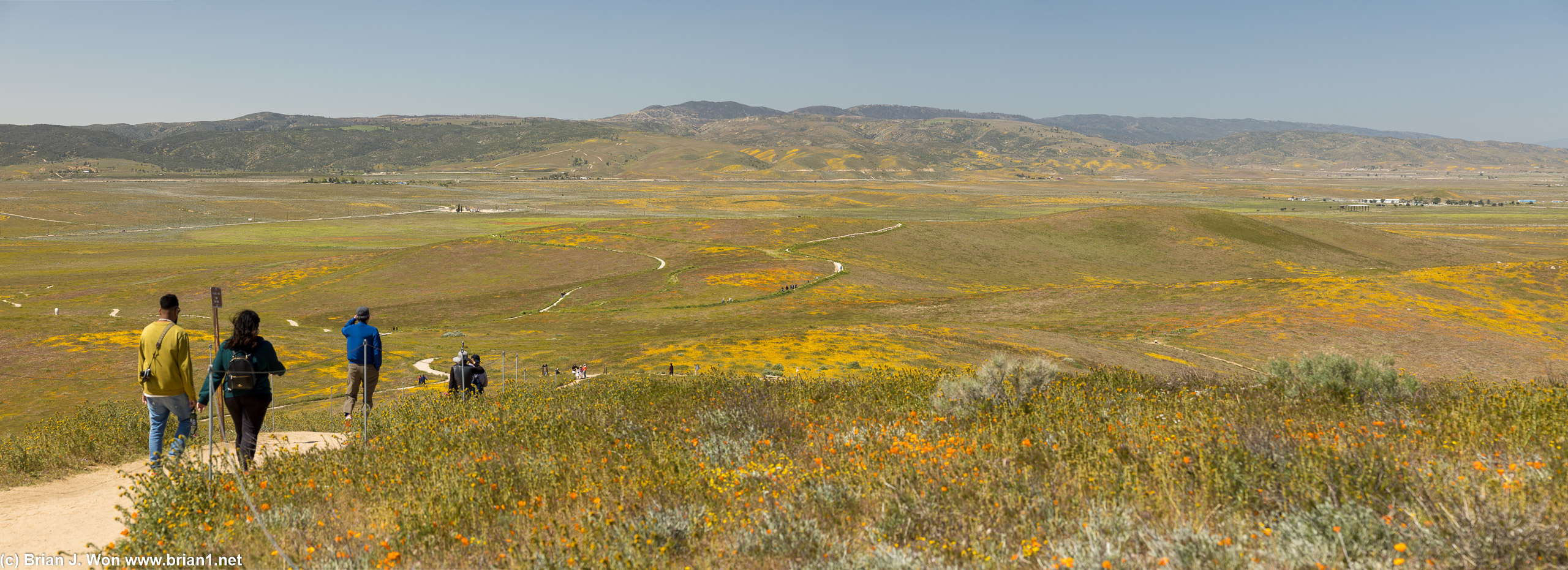 No superbloom this year.