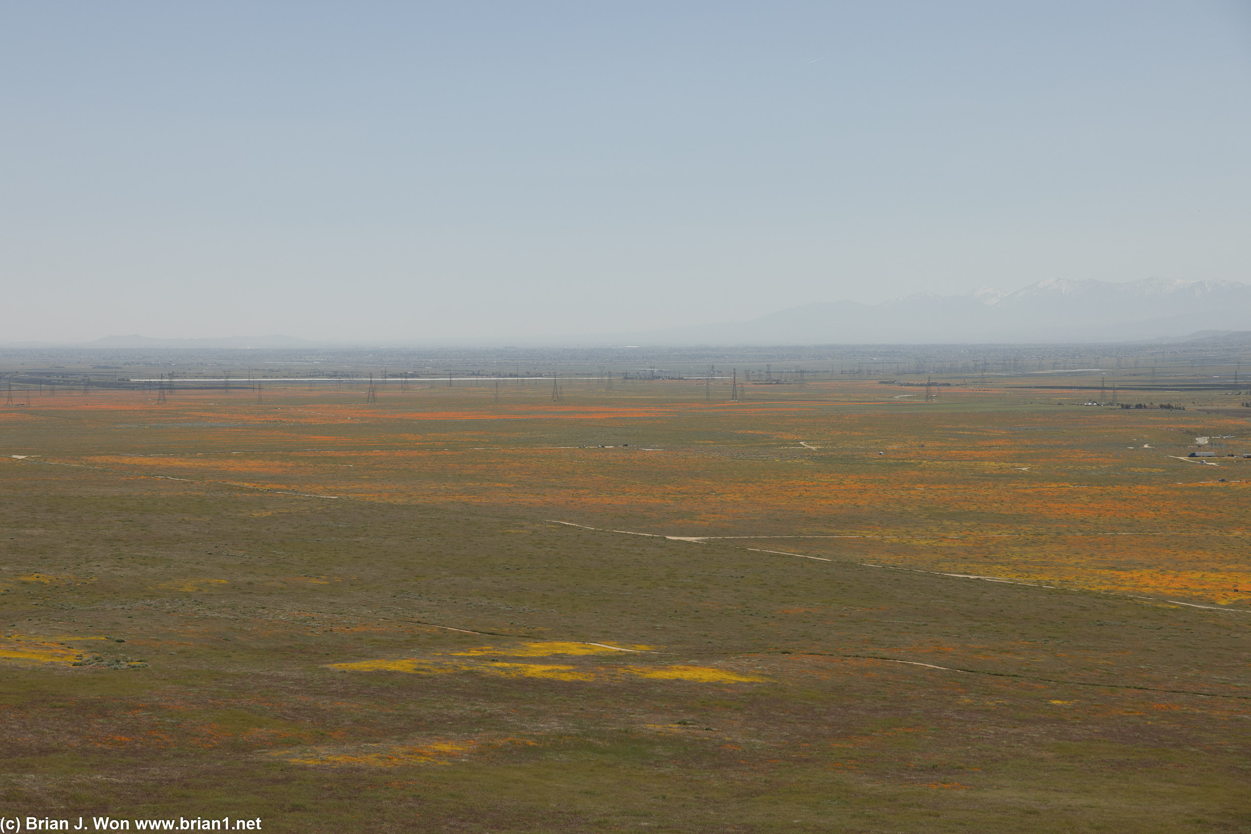 There are some fields of poppies outside of the reserve, but no superbloom either.