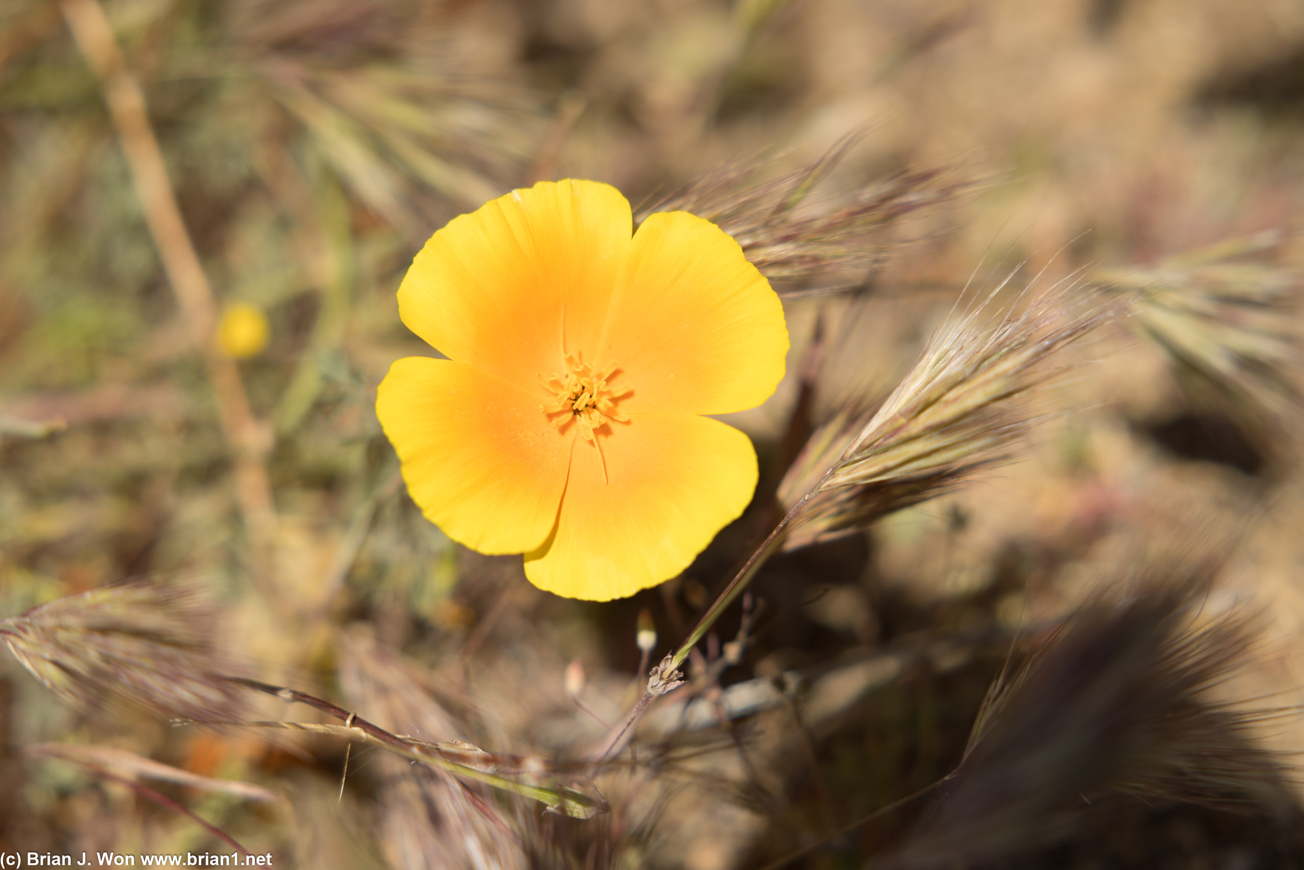 One of the few California poppies.