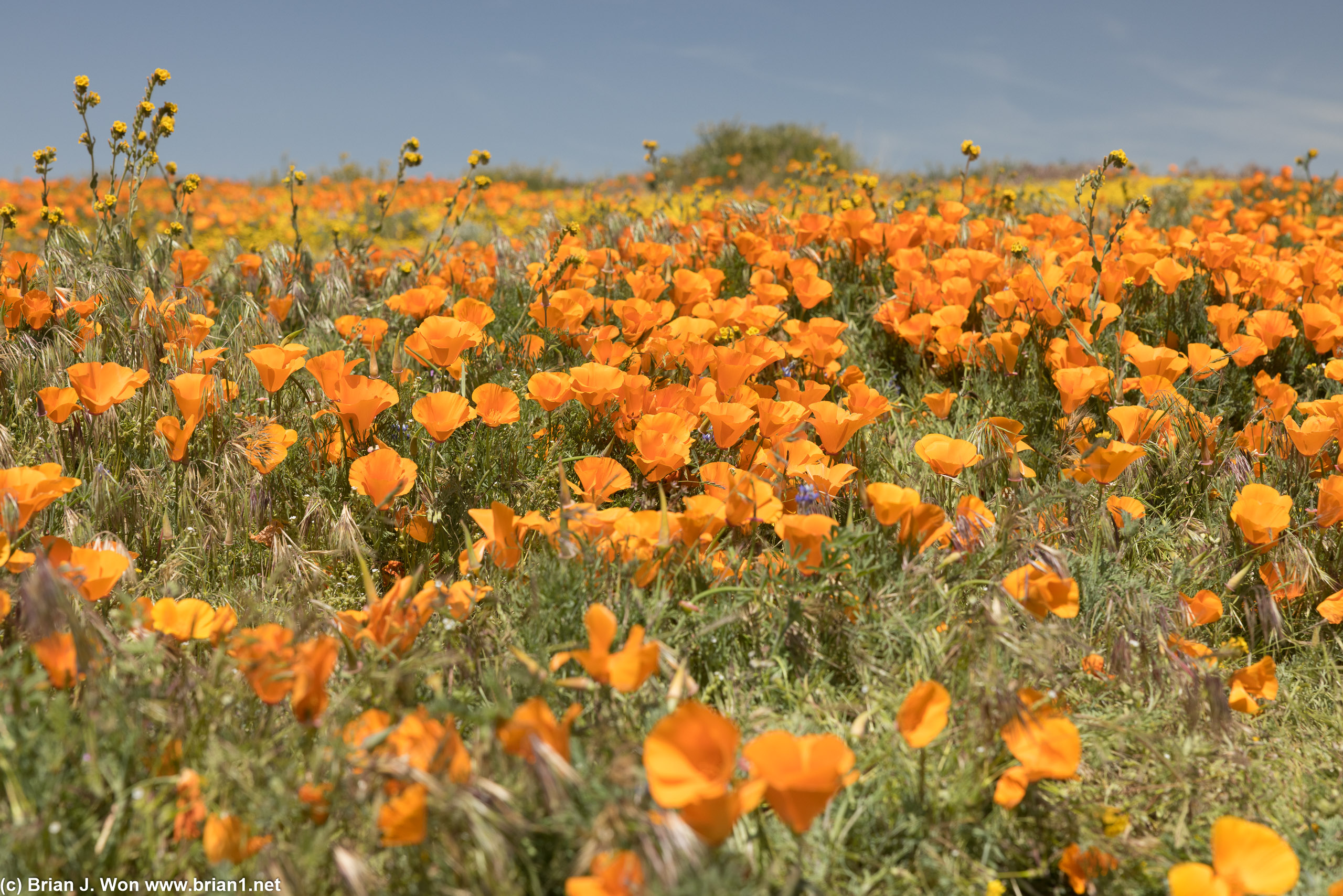 This was about as good as it got for my California poppy search this season.