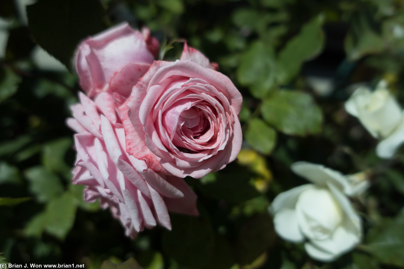 Regular pink rose.
