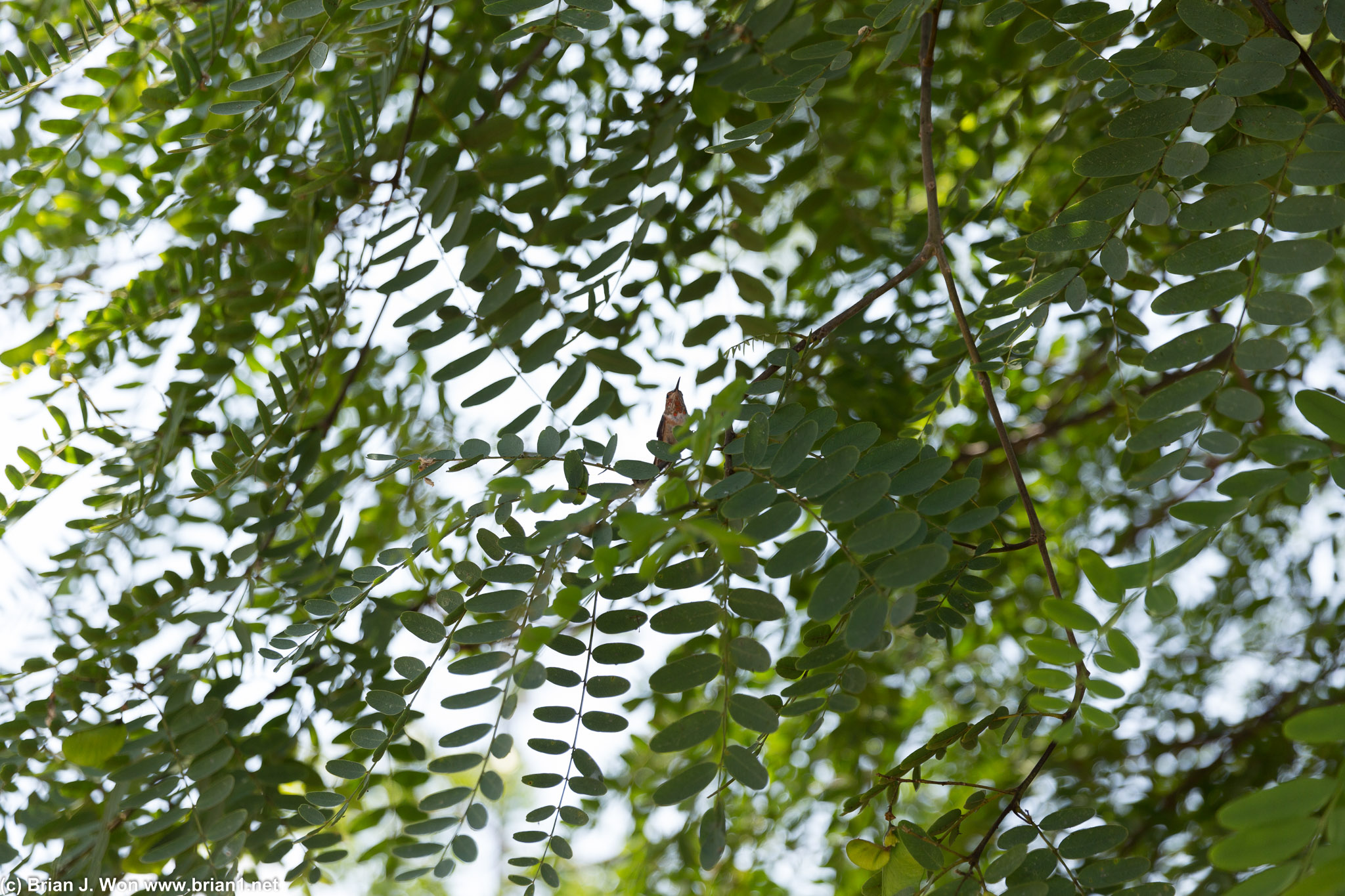 Hummingbird in the backyard watching the party.