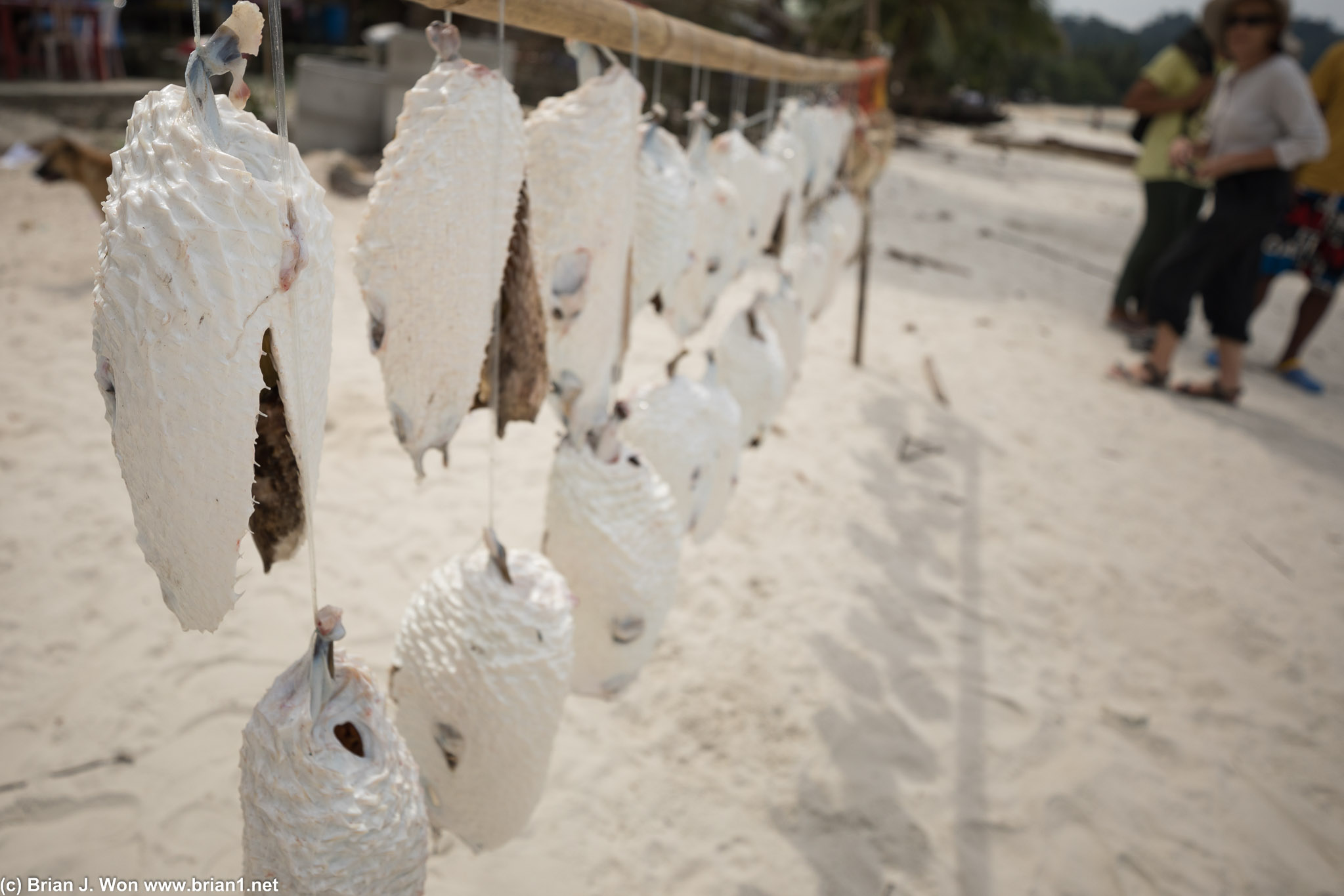 Puffer fish out to dry at the Moken village of Ma Kyone Galet on Bo Cho Island.
