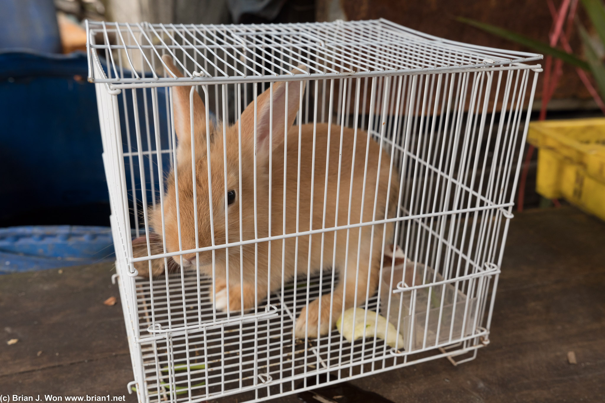 They have rabbits as pets here?? (poor guy in a wire floored cage :-( ).