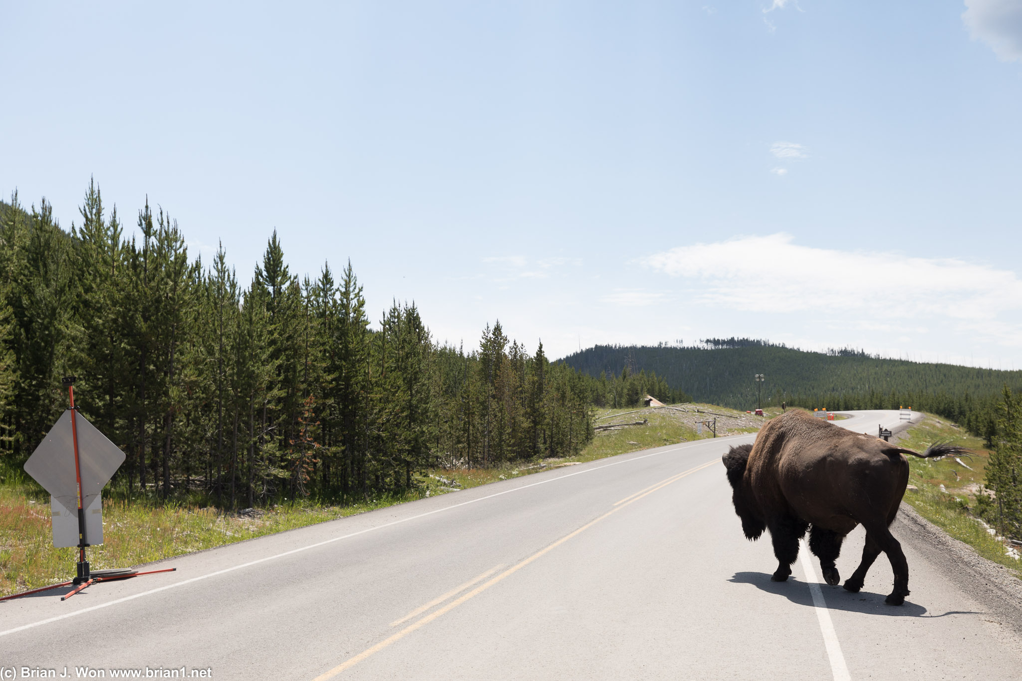 Why did the bison cross the road?