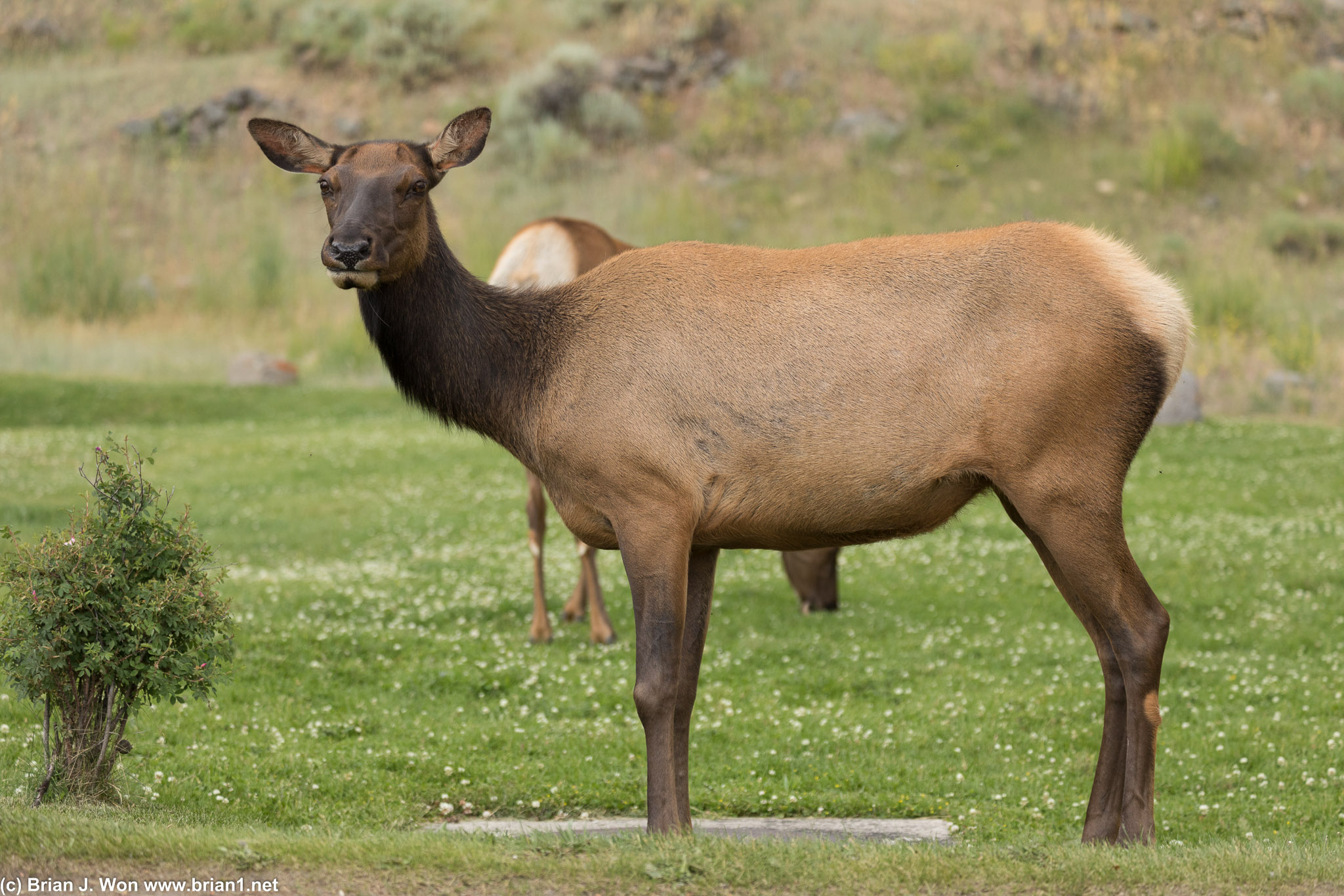 Elk staring back.